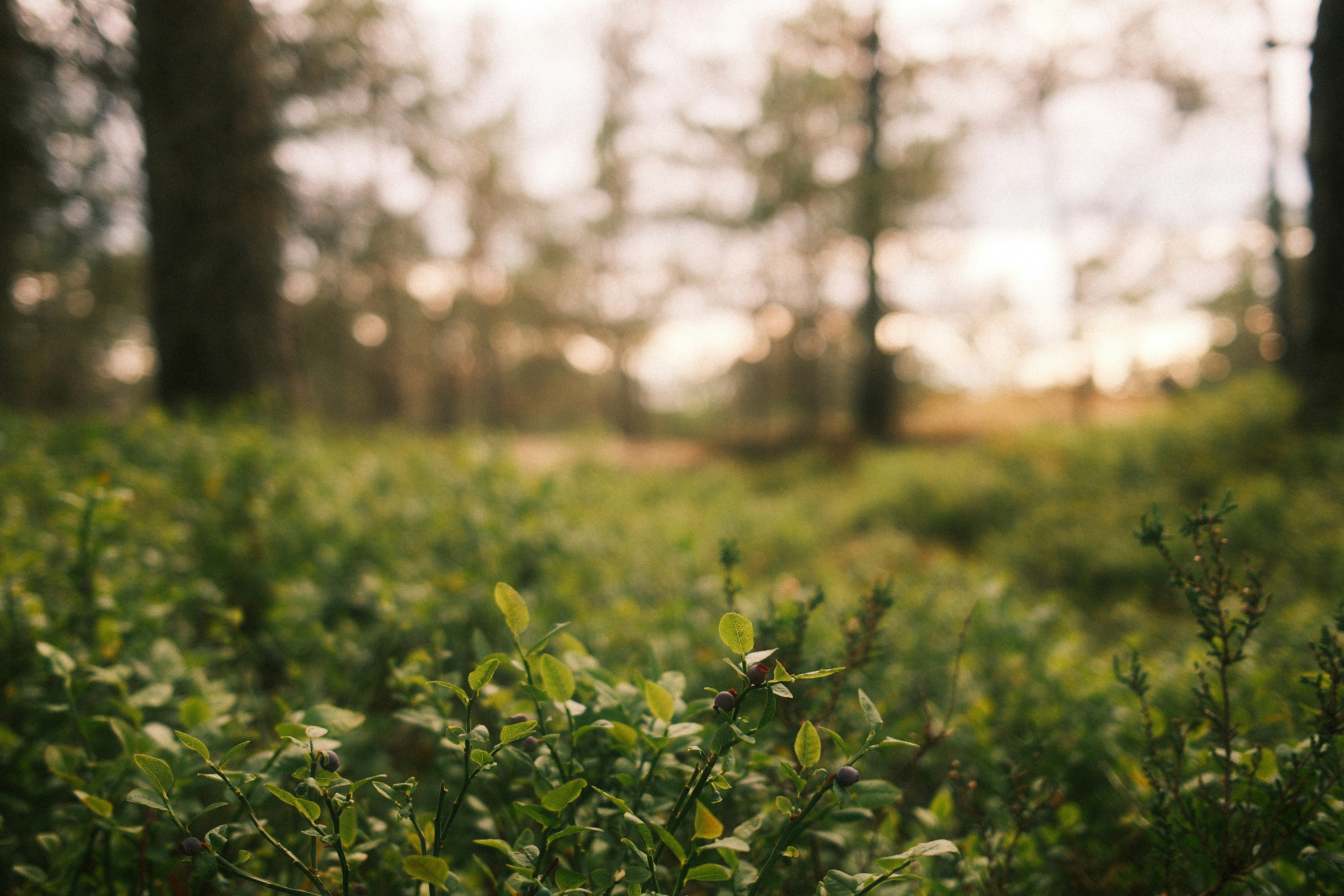 Photo by jonaseriksson