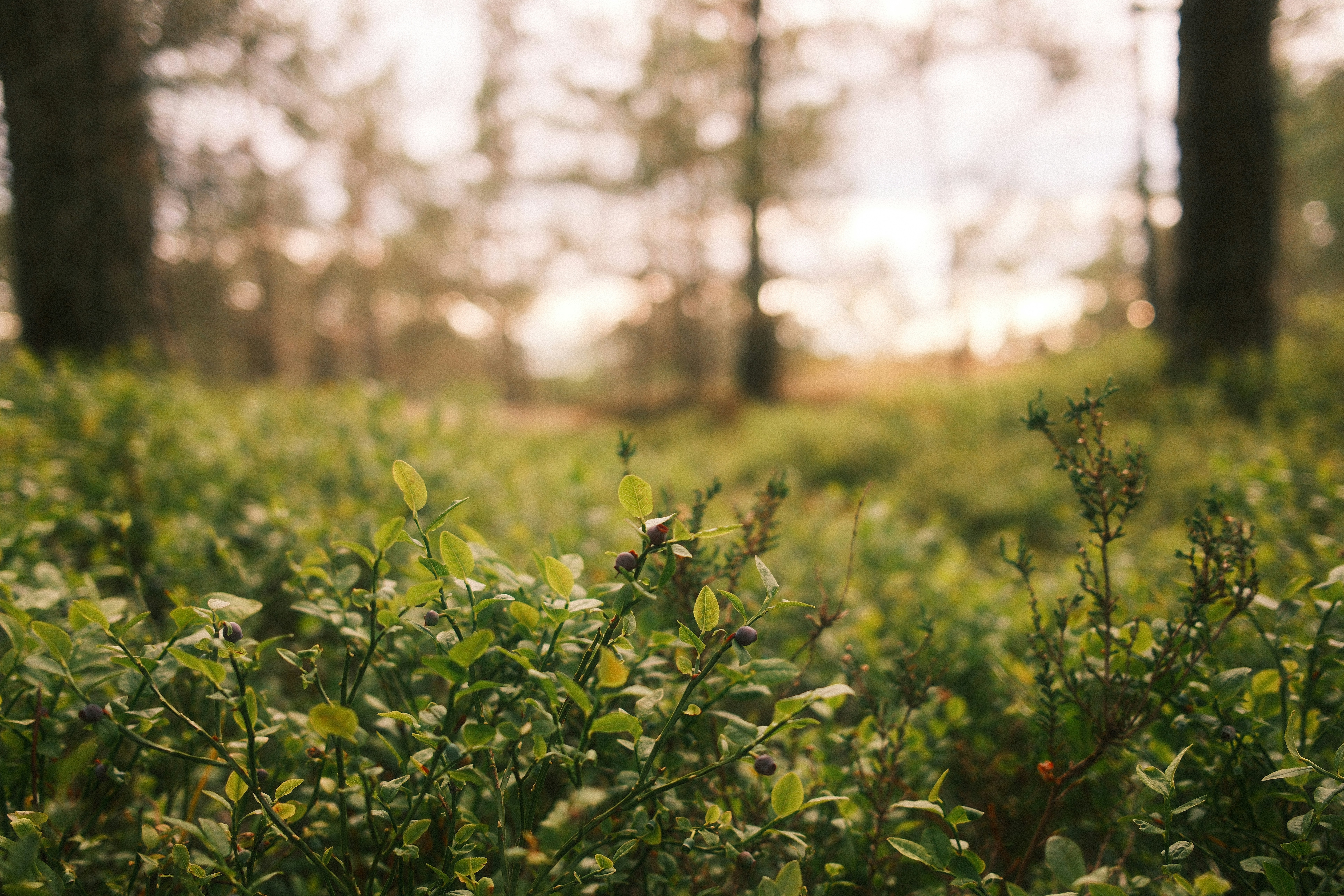 Photo by jonaseriksson