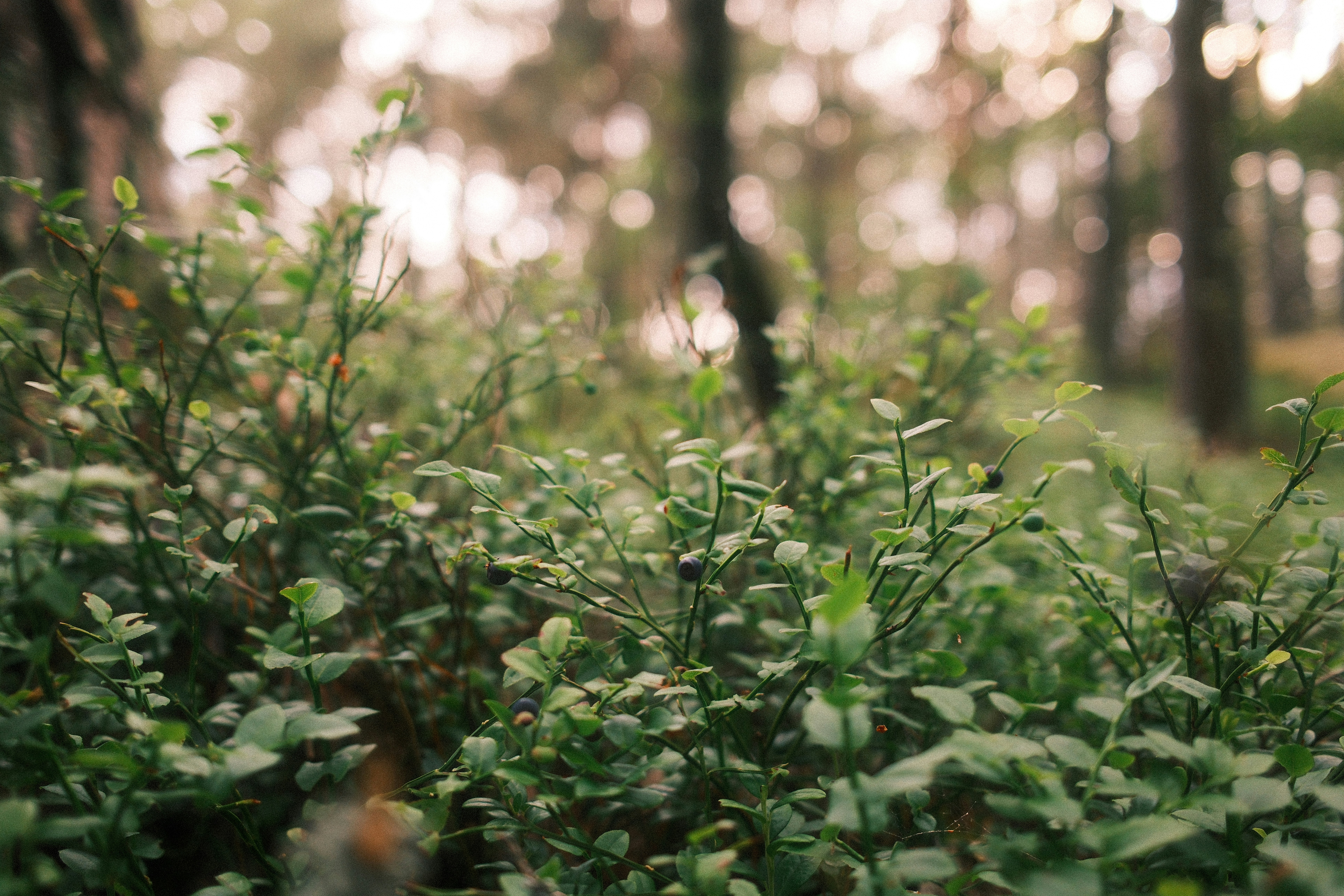 Photo by jonaseriksson