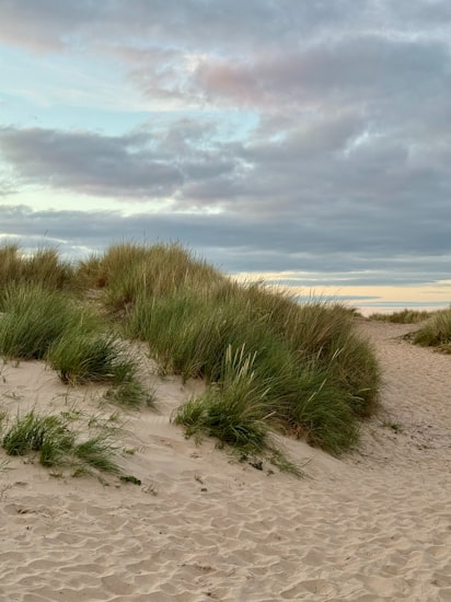 Dune grass above the beach at Alnmouth