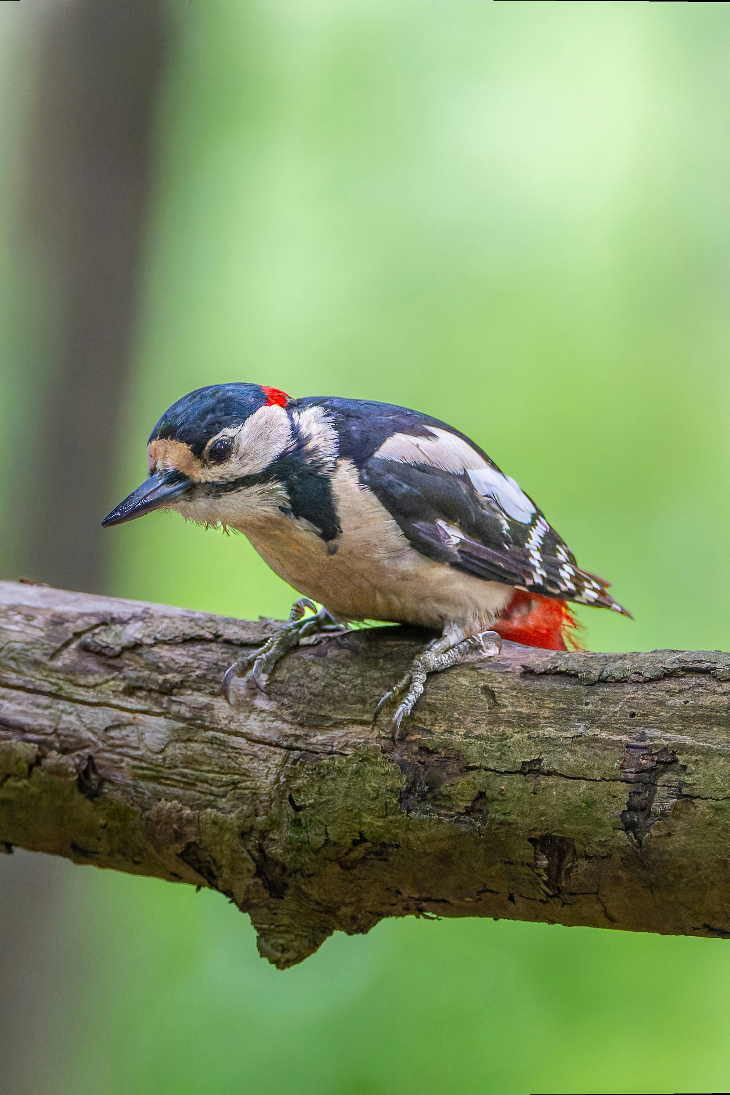 Photo by siegfriedpoepperl