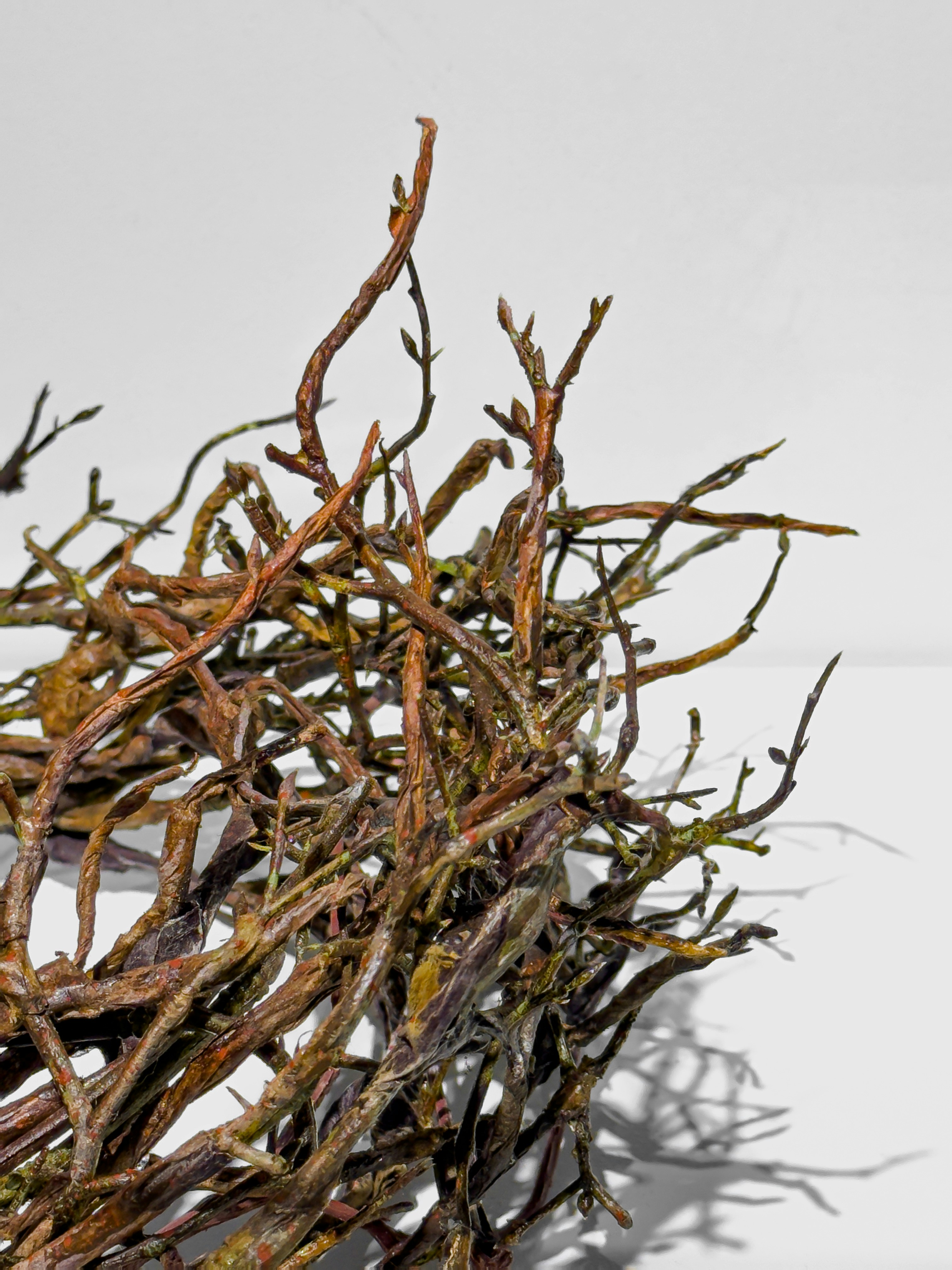 Photo by cat_failed54