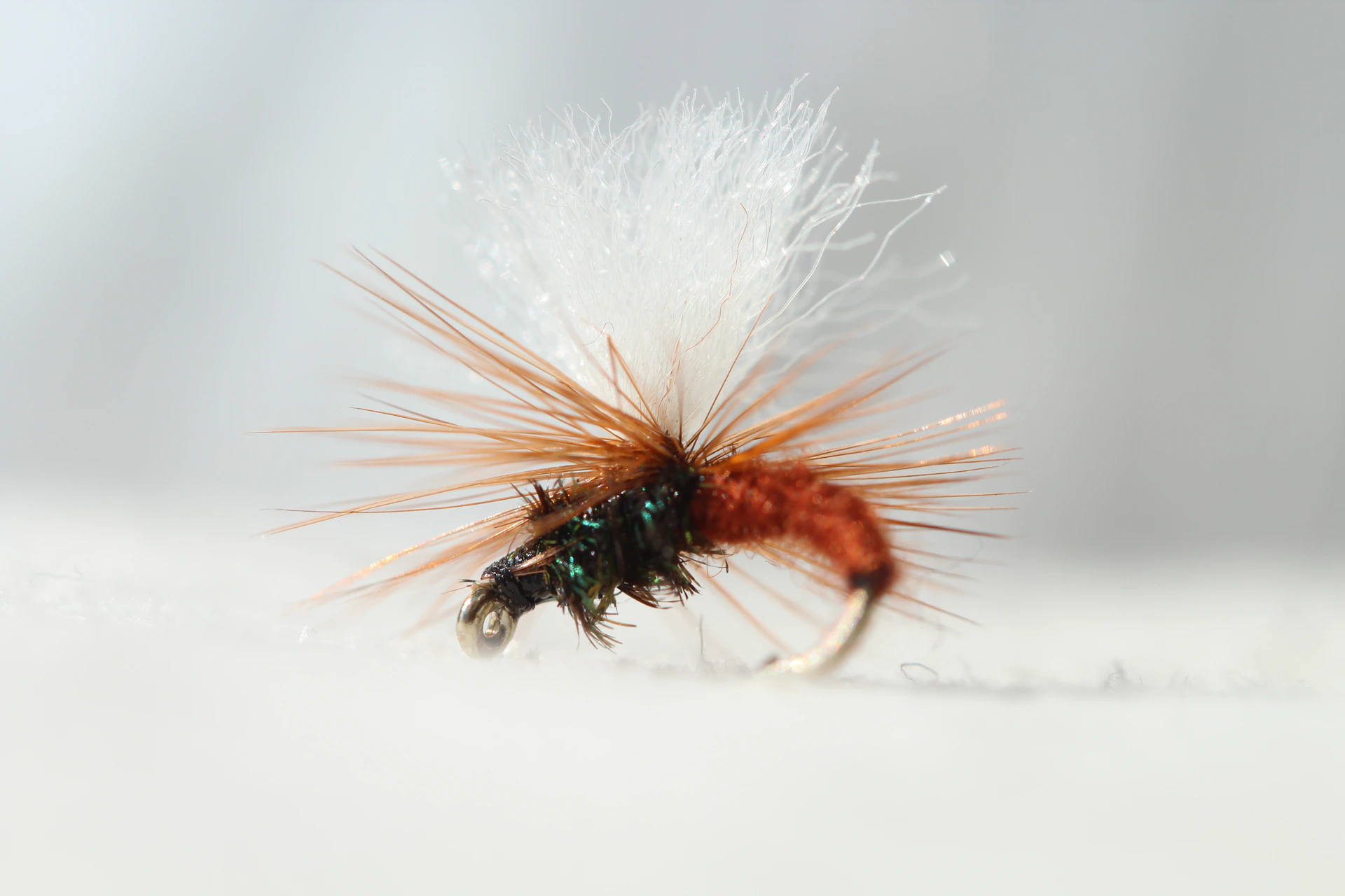 A close-up shot of a fishing fly.