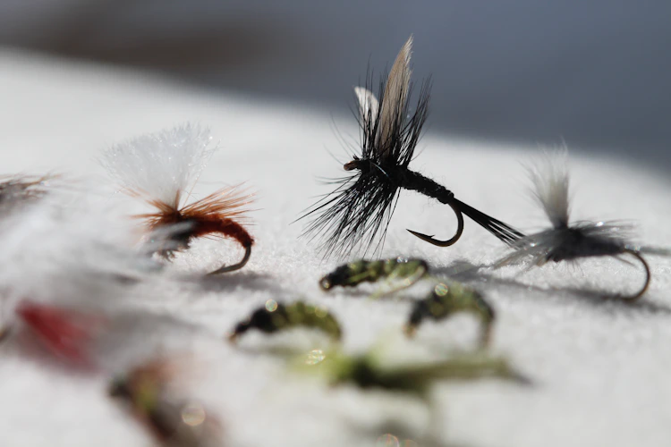 Assorted emerger and nymph flies laid out for tailwater fishing