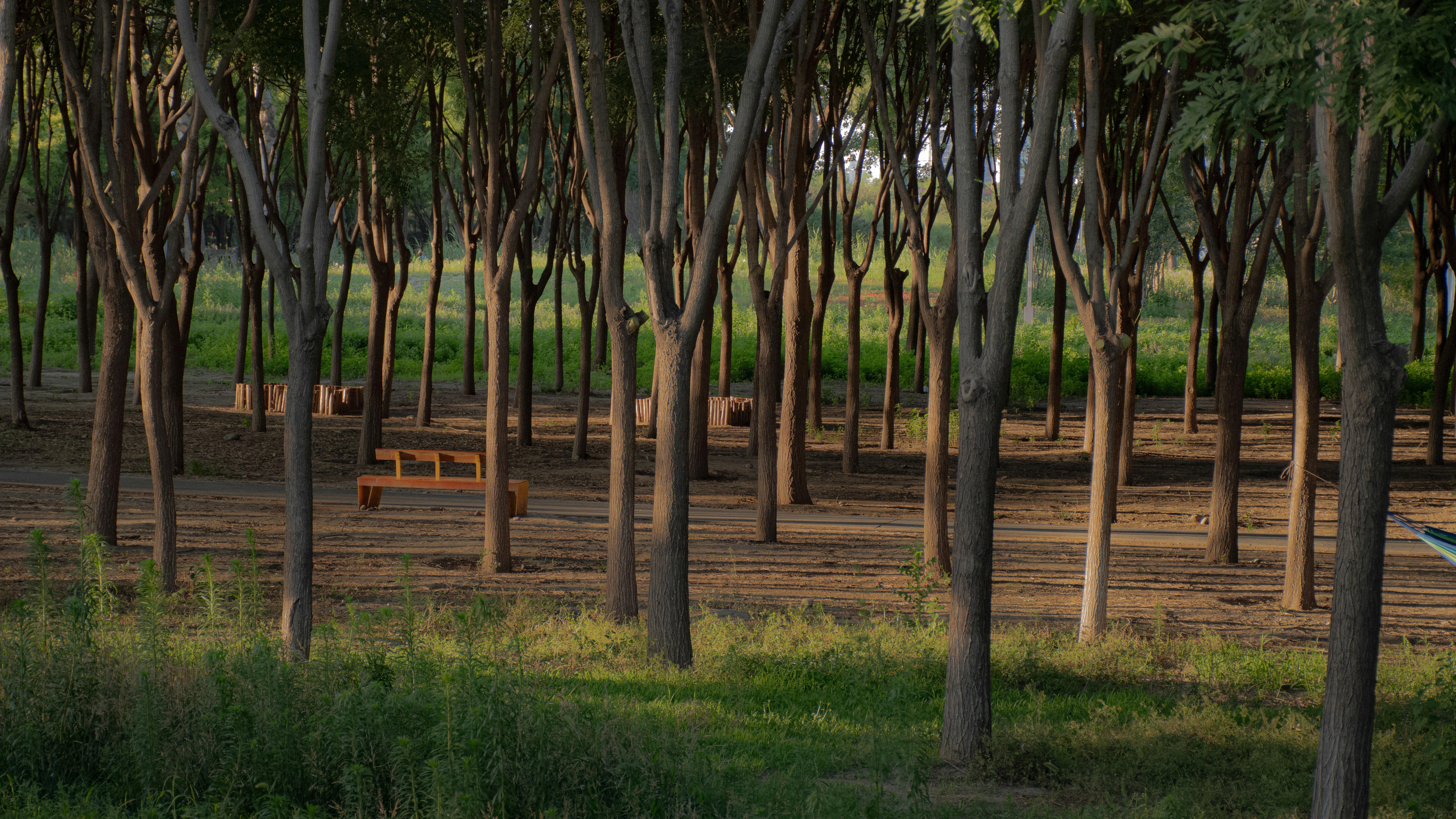 Trees fill a field, creating shadows and light.