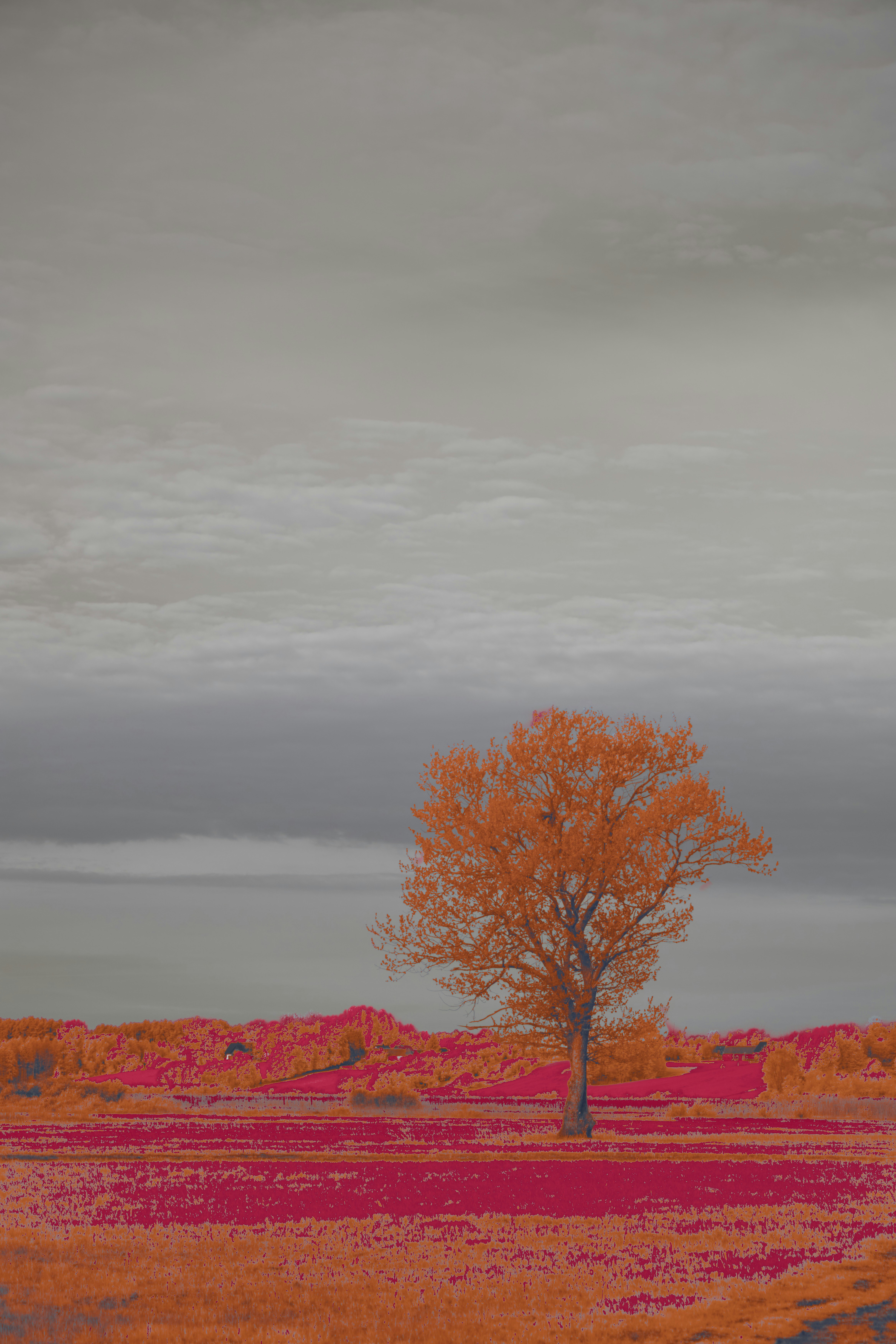 色鮮やかな風景画 000015 金色の夕焼け(昭和記念公園)Golden sunset (Showa Kinen Park