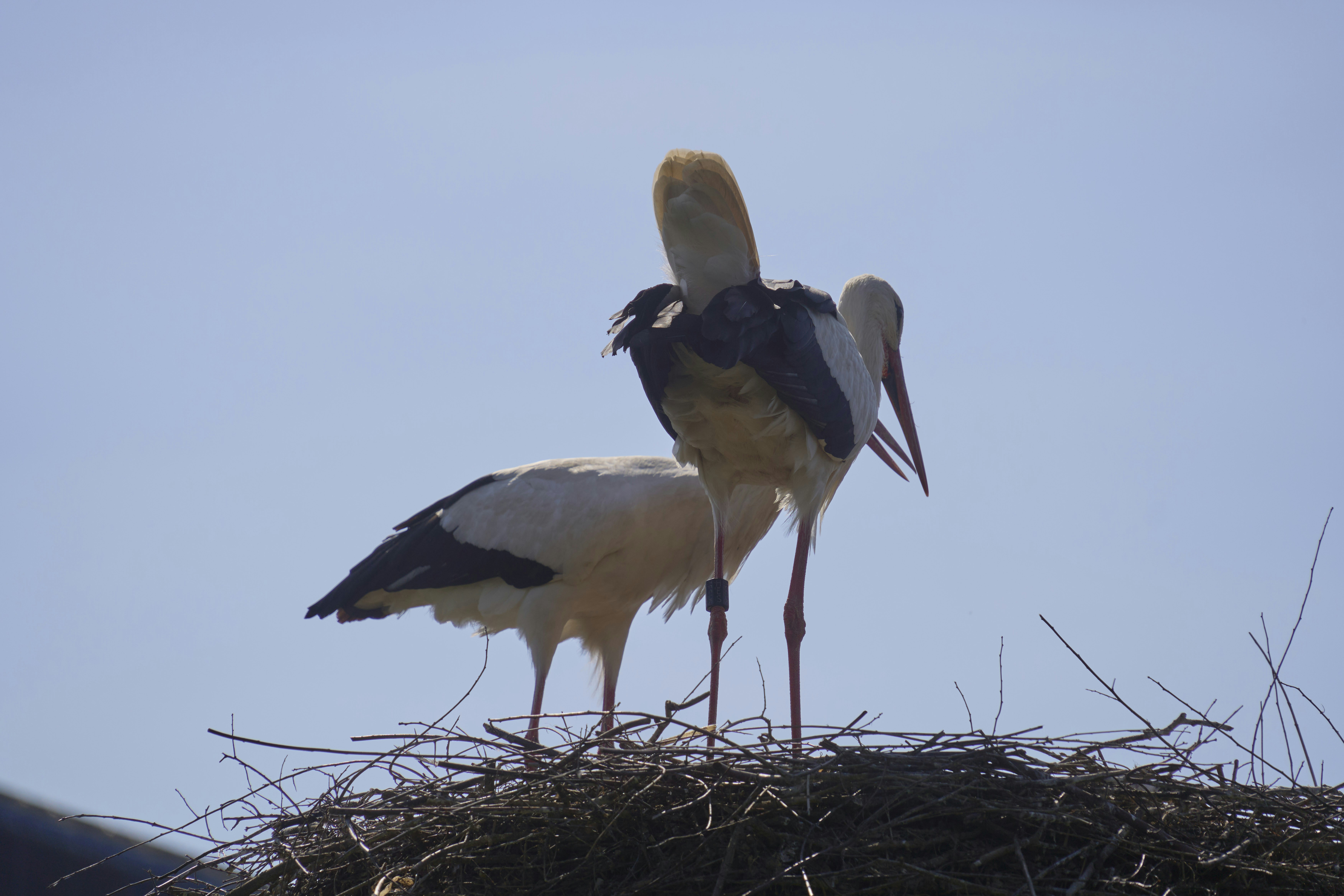 Photo by wolfgang_hasselmann