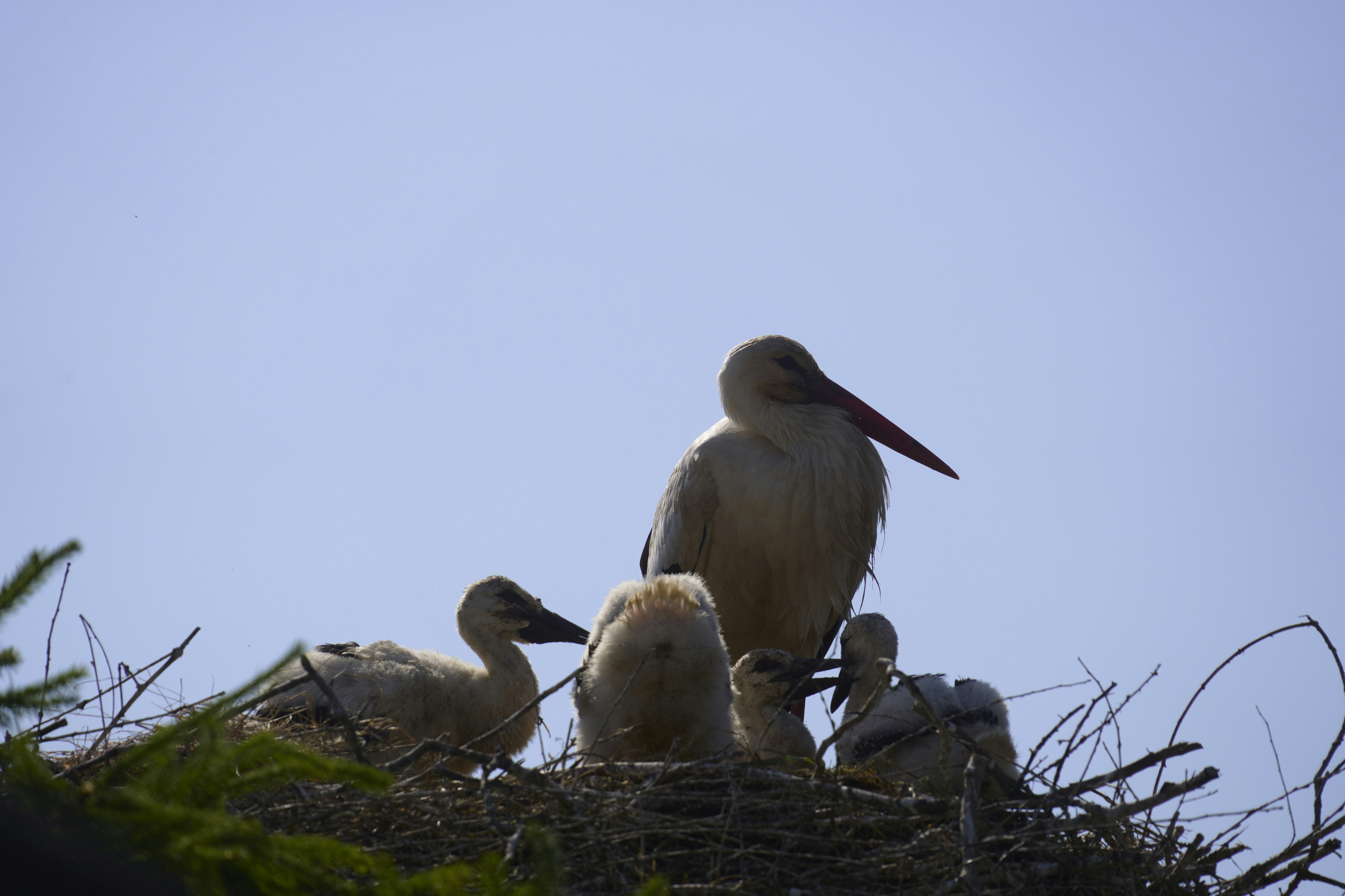 Photo by wolfgang_hasselmann