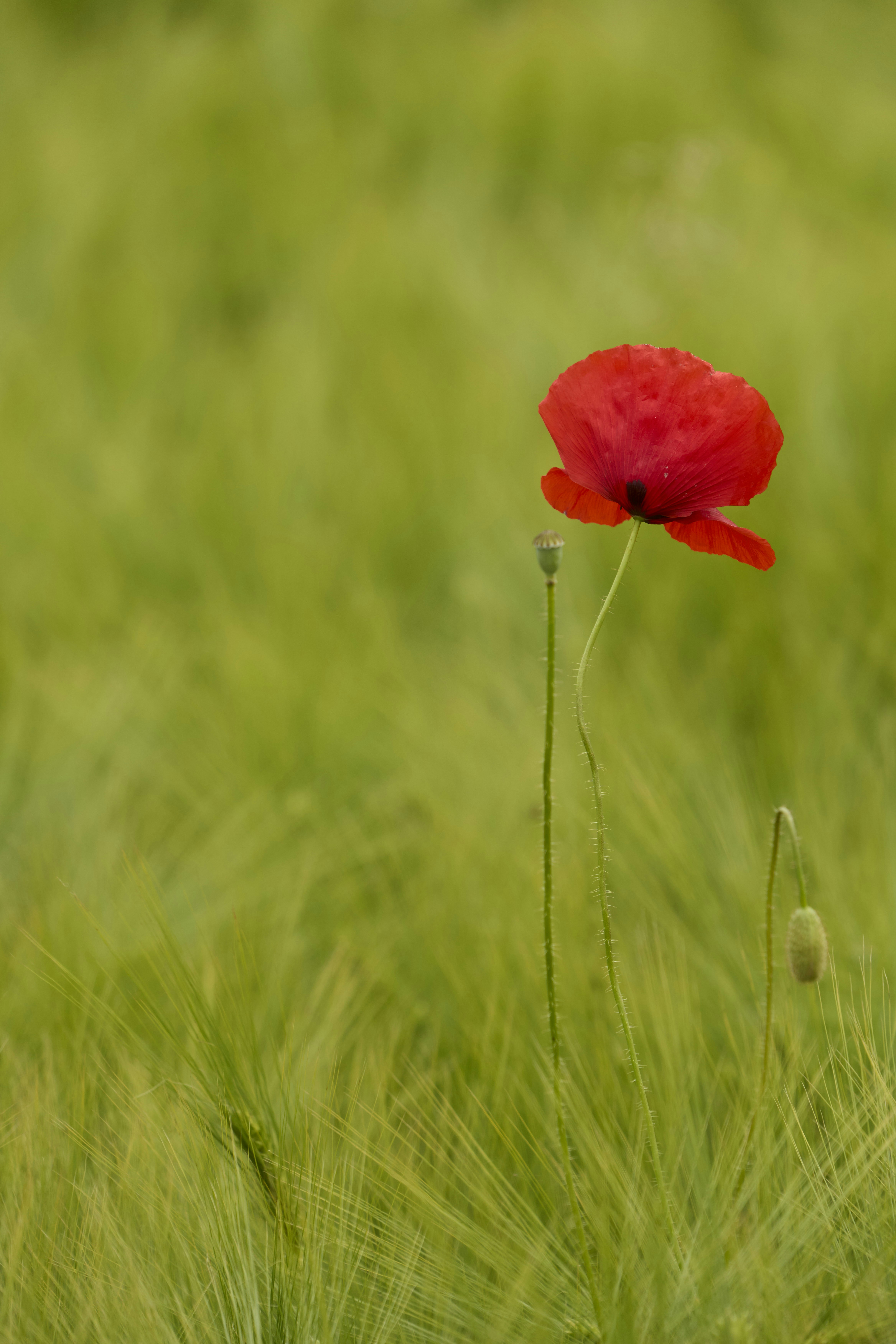 Photo by wolfgang_hasselmann