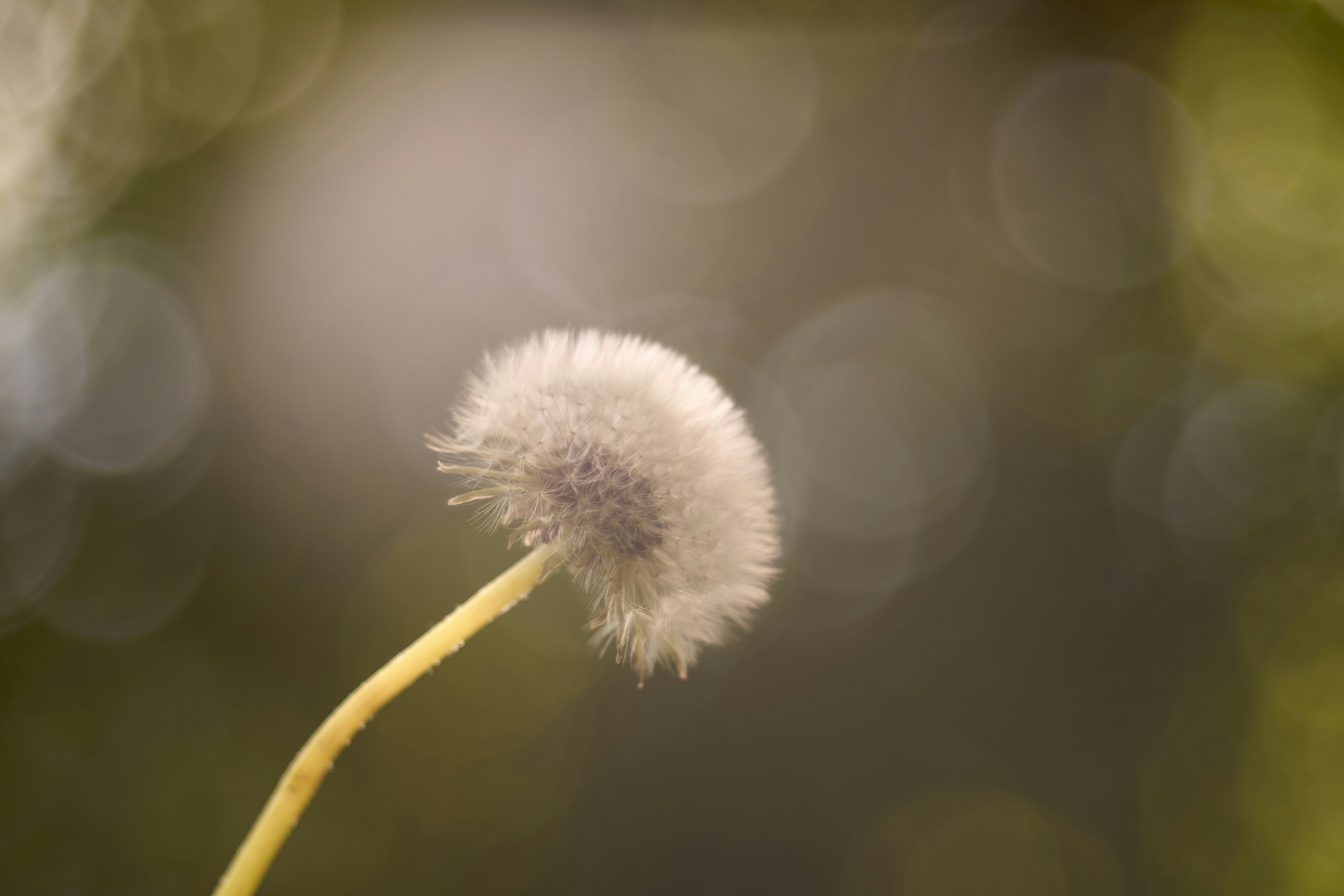 Photo by wolfgang_hasselmann