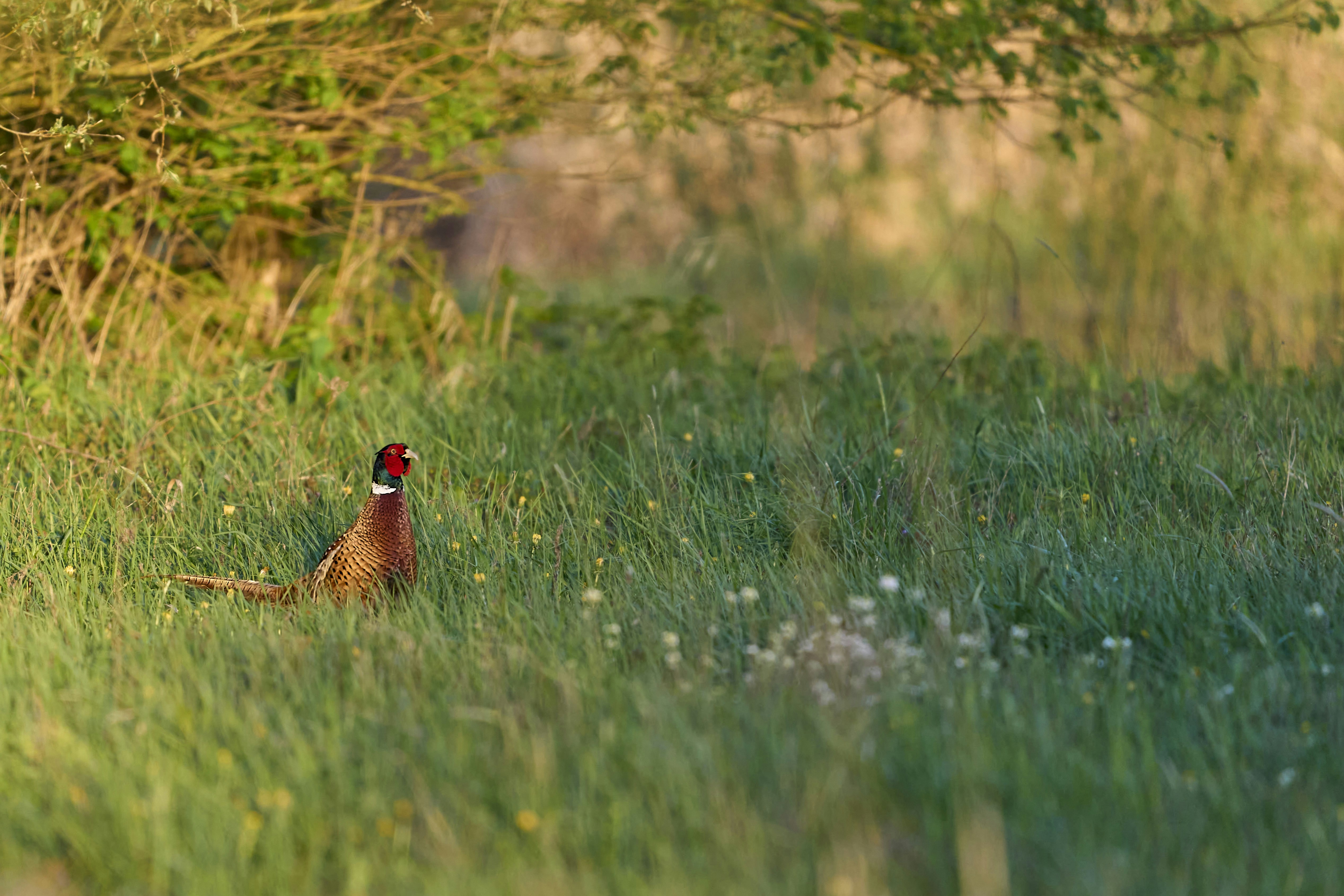 Photo by wolfgang_hasselmann