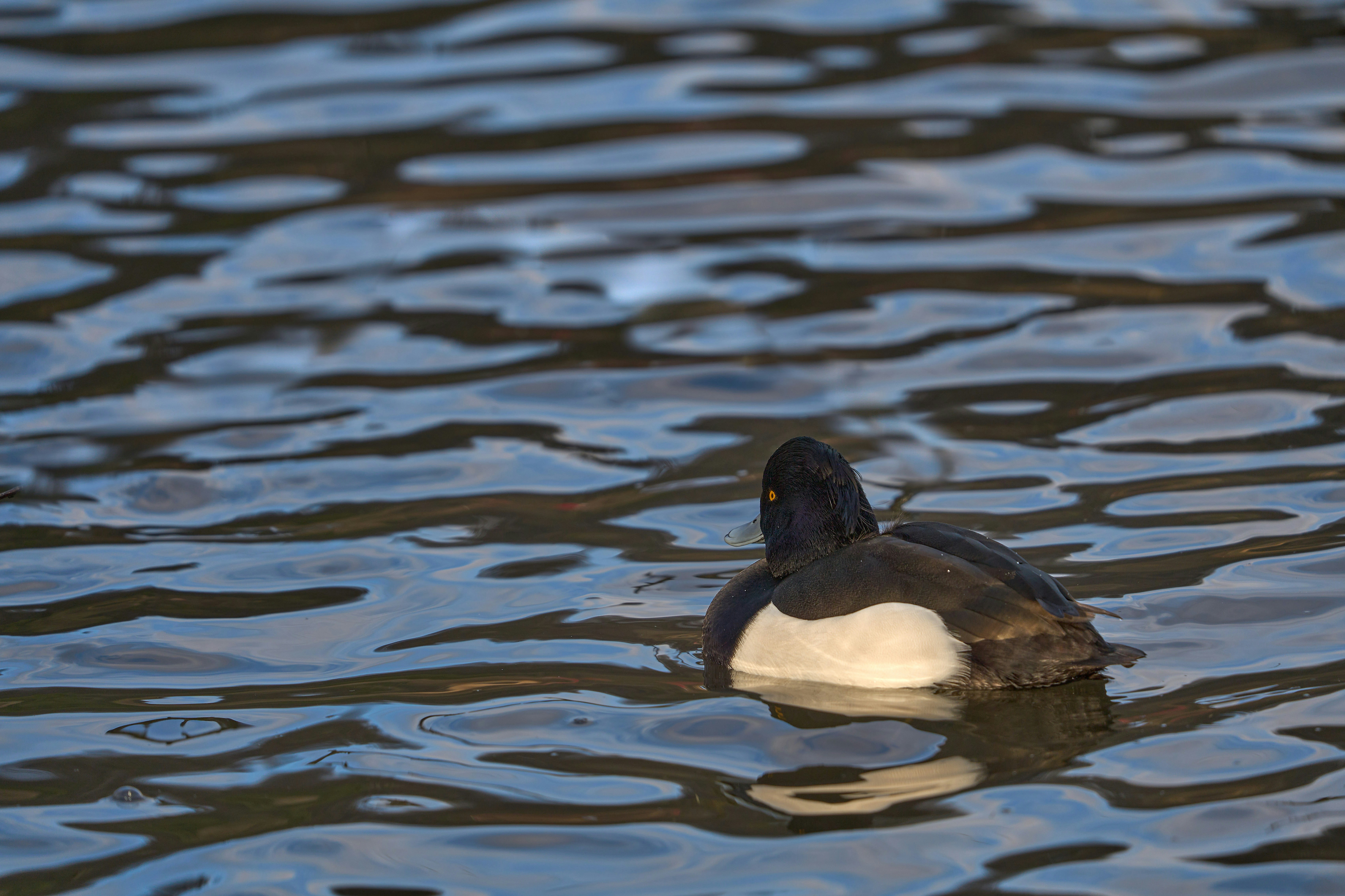 Photo by wolfgang_hasselmann