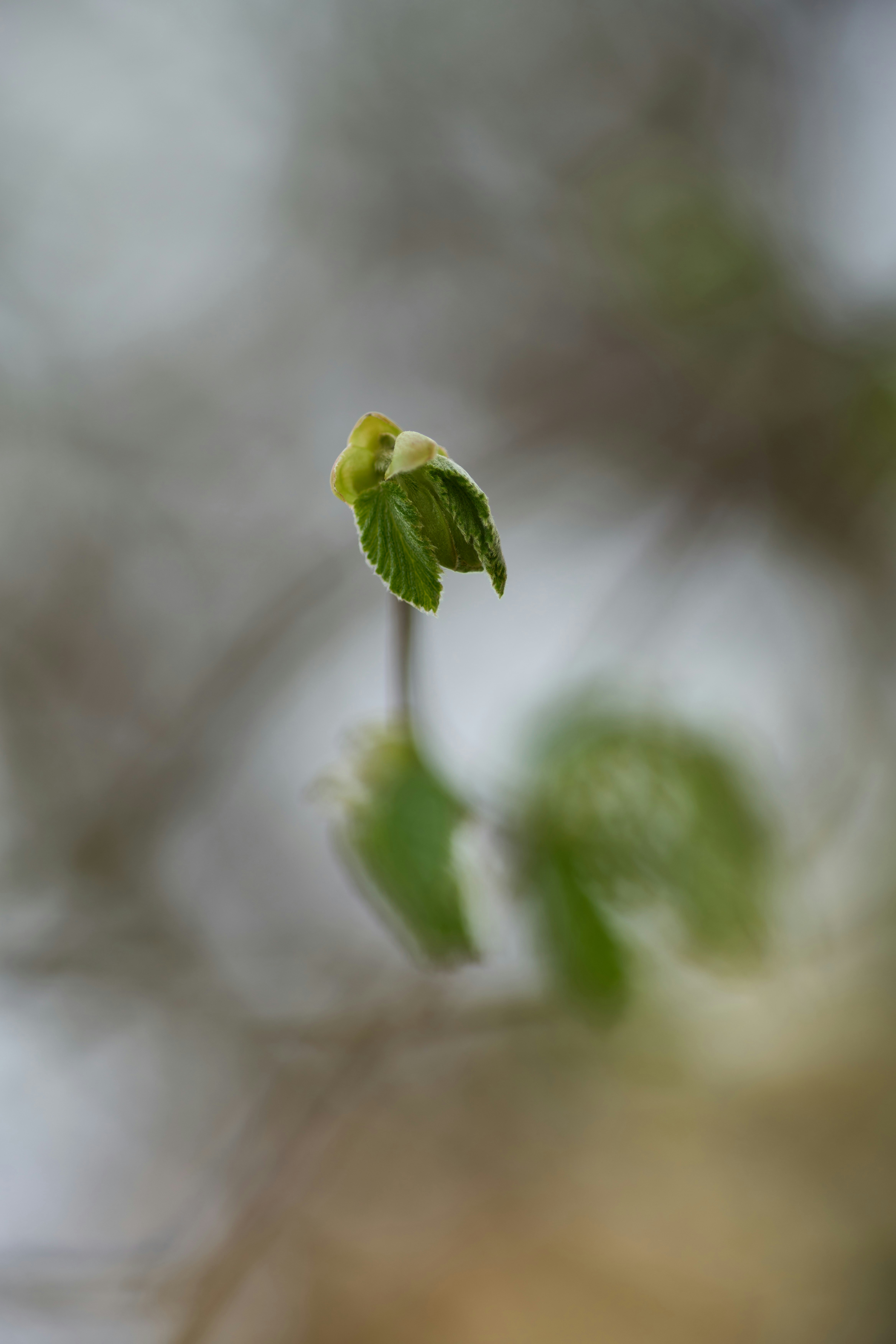 Photo by wolfgang_hasselmann