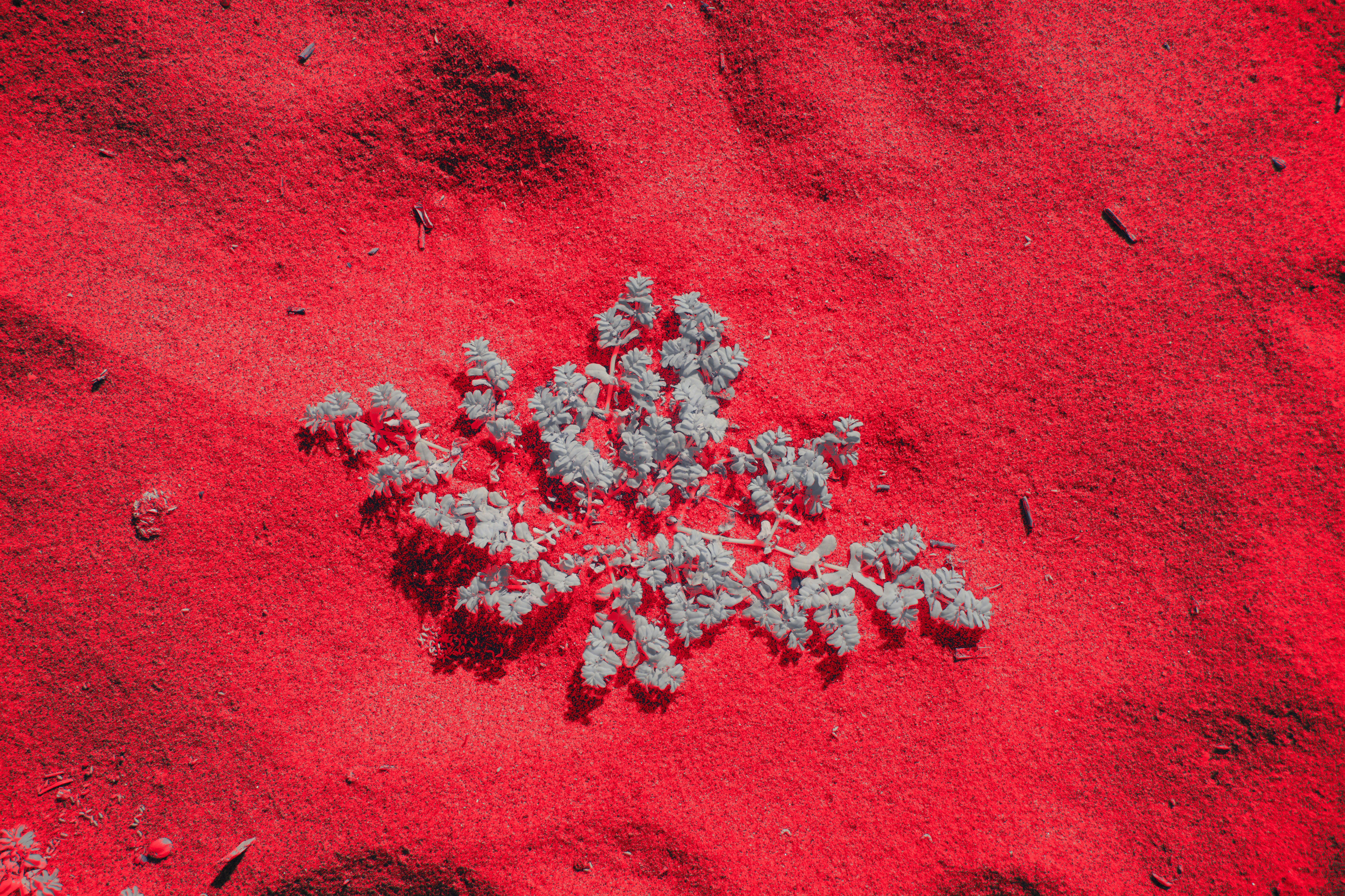 붉은 모래에서 자라는 작은 식물. 사진 – Unsplash의 무료 실험적인 이미지, image size:3000x2000