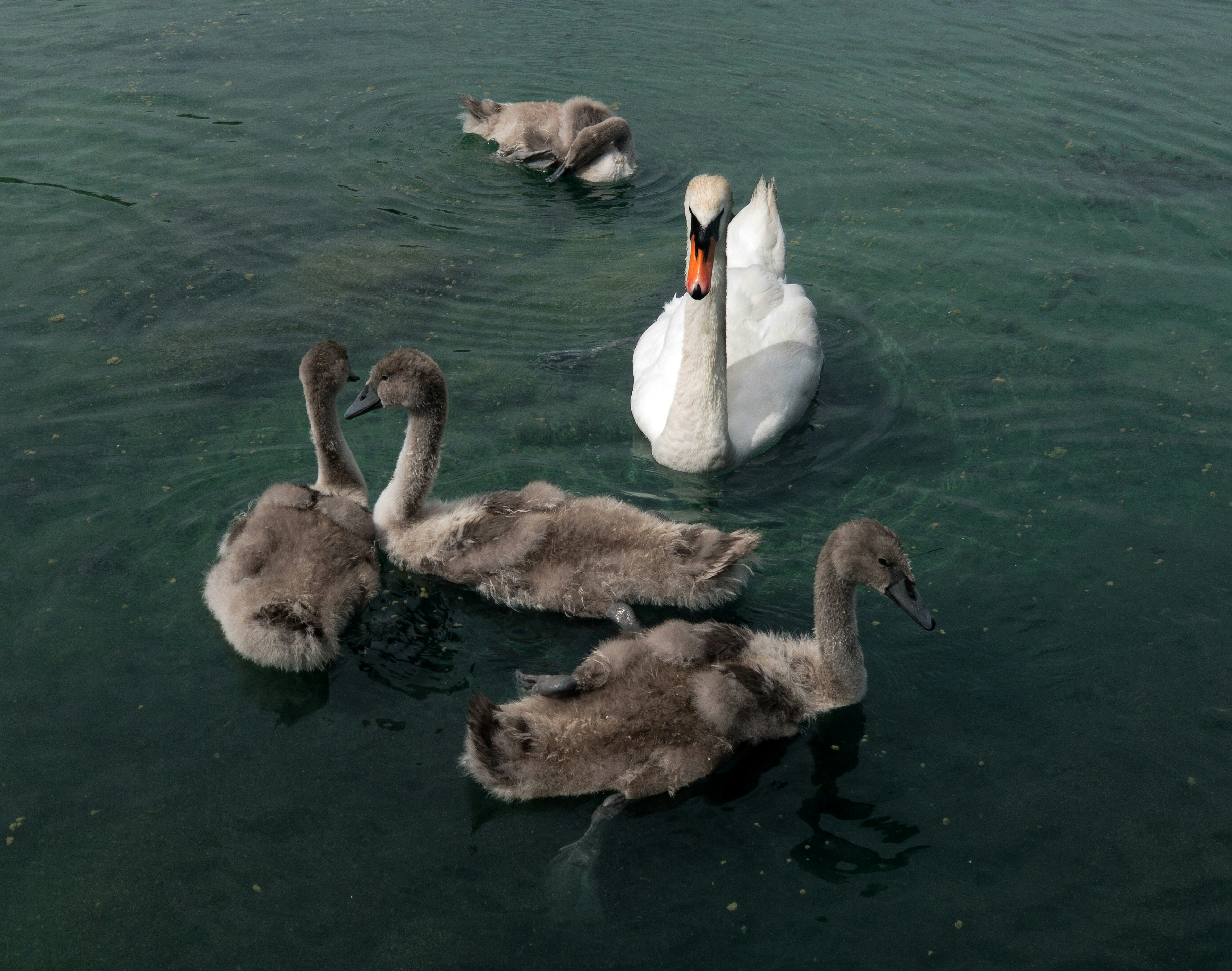 Photo by brett_jordan