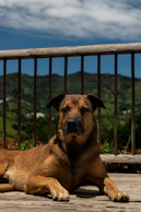 A dog rests on a deck overlooking mountains.