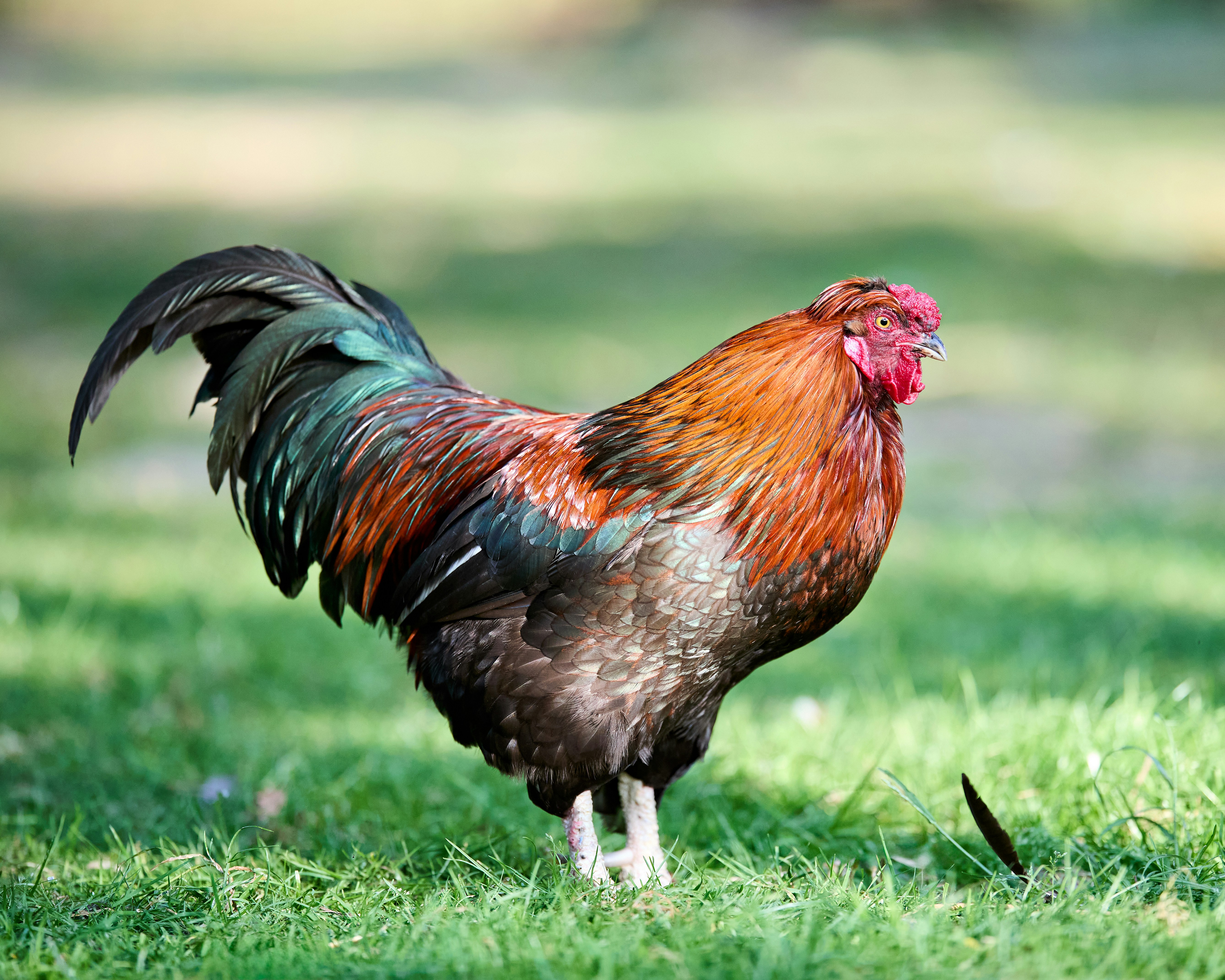 Photo by erwinbosman