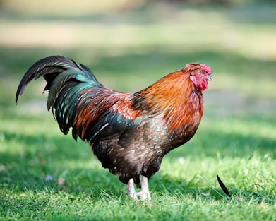 A colorful rooster stands proudly in the grass.