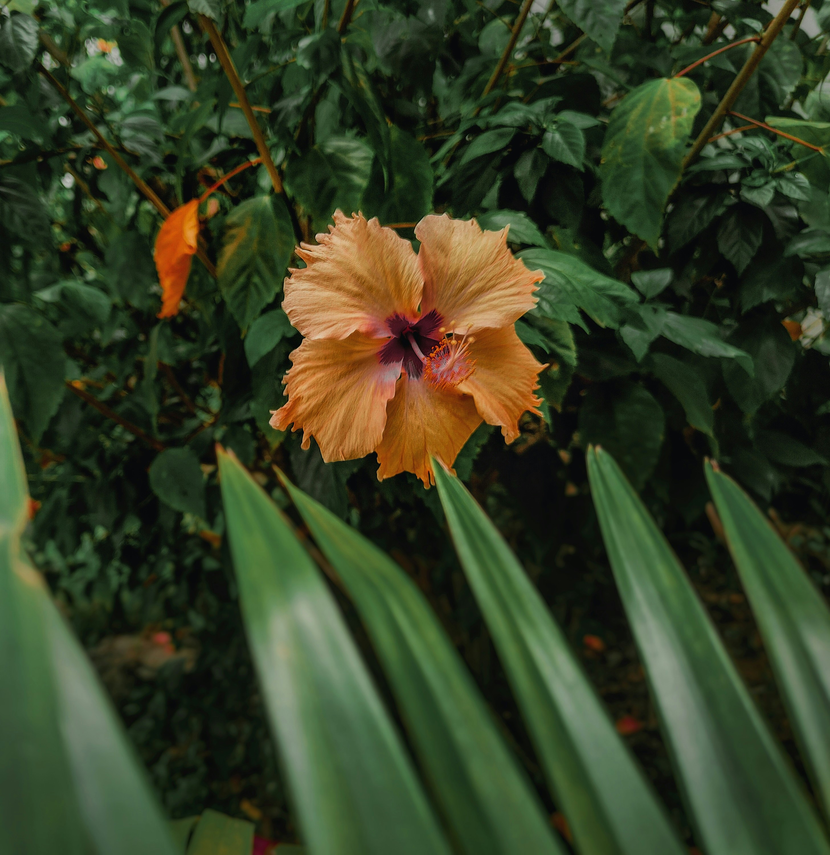 Eine wunderschöne Hibiskusblüte im Grünen.