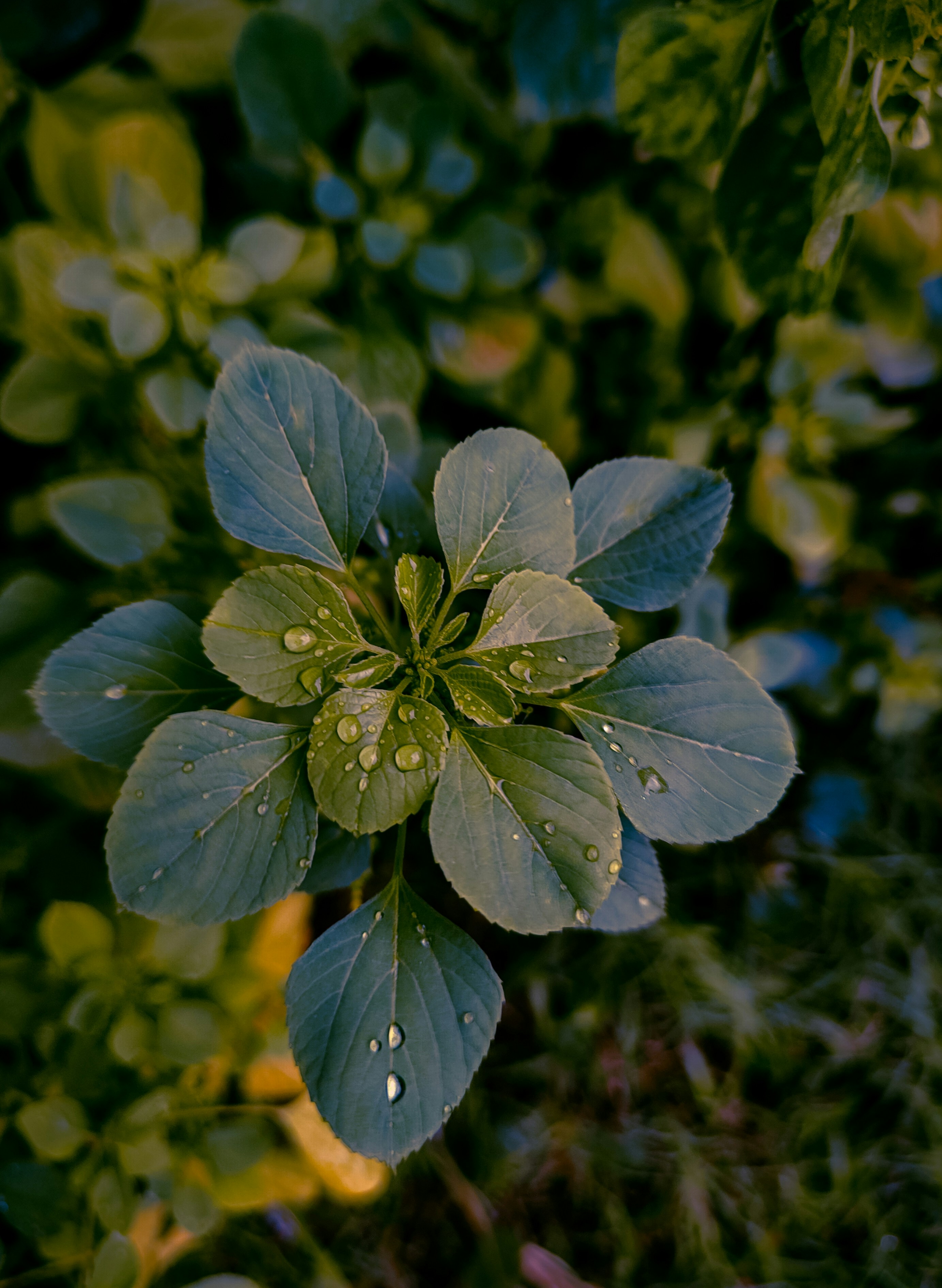 Wassertropfen schmücken das grüne Laub.