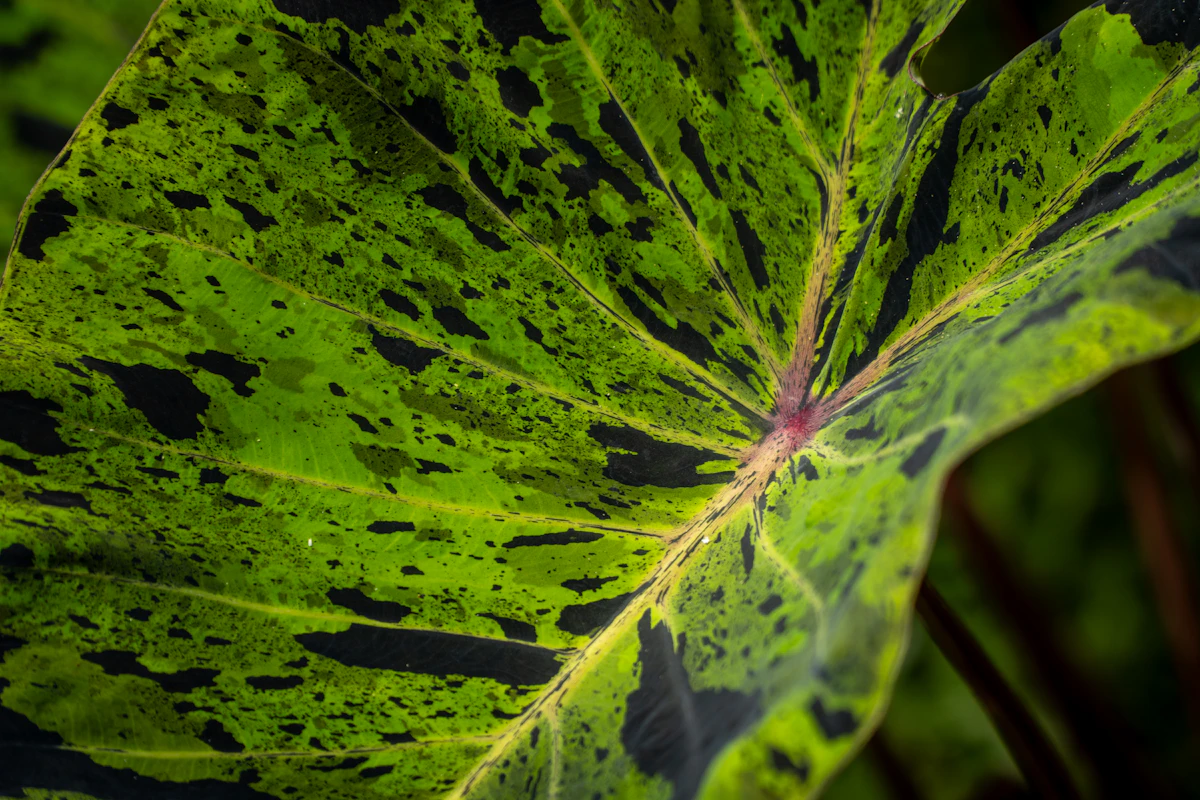 Black Spots Plant Leaves India Diagnosis Treatment