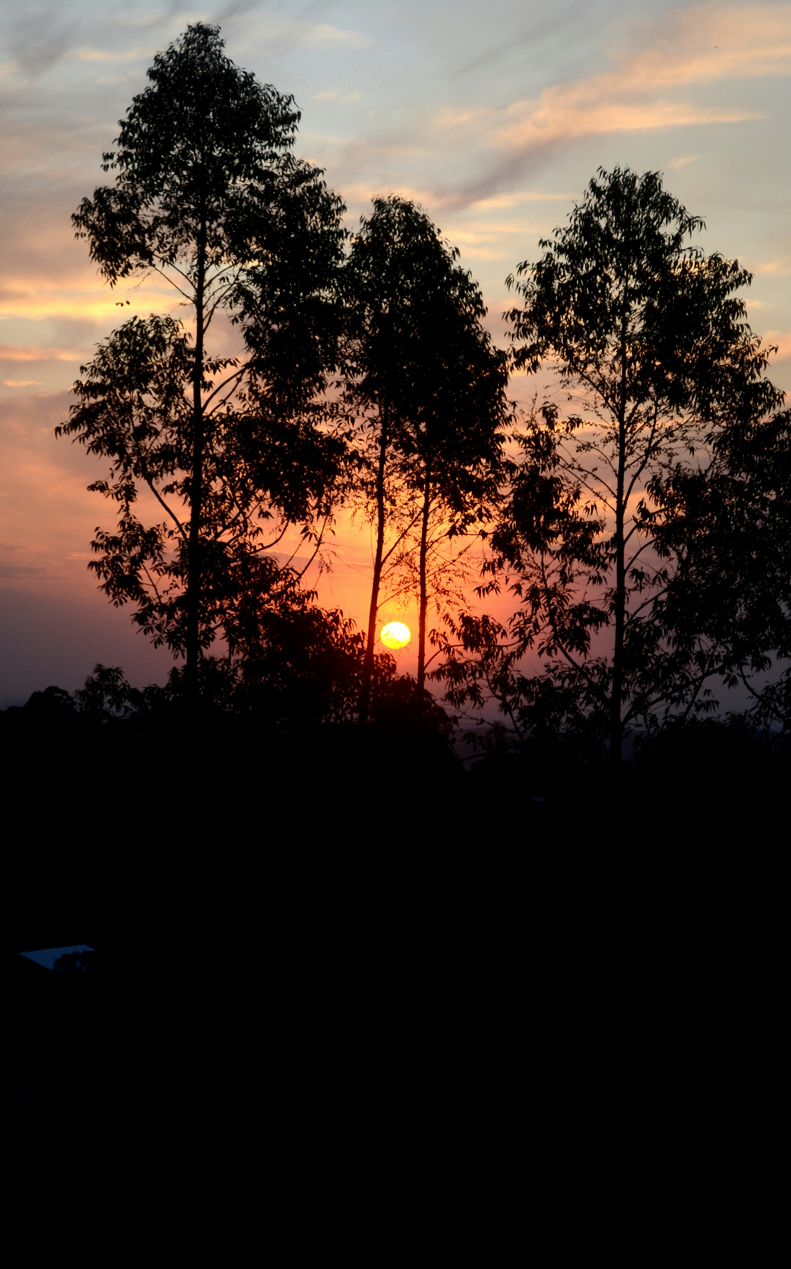 Sunset through the trees.