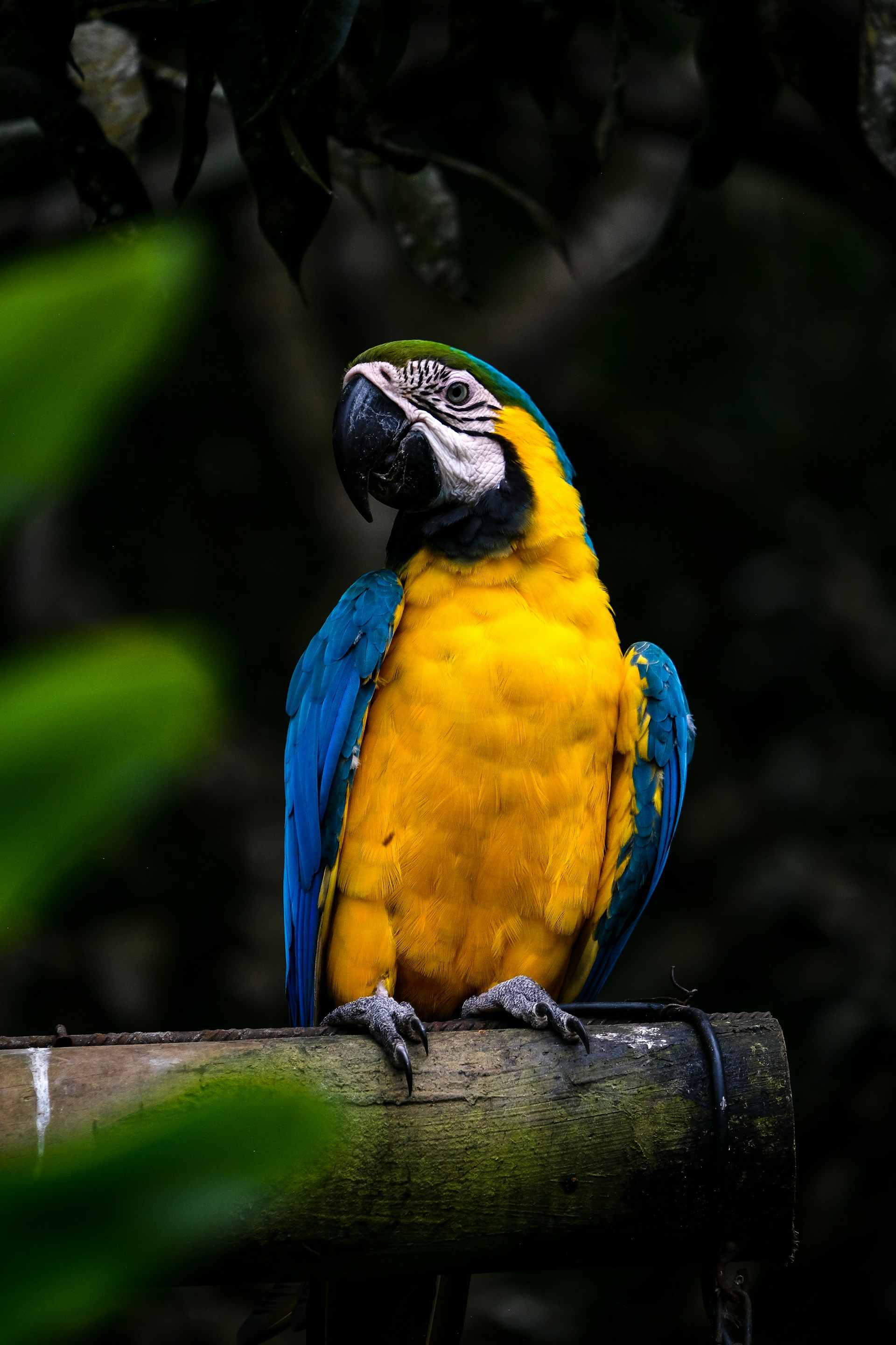 A beautiful blue and gold macaw perches.
