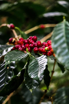 Coffee cherries ripen on the coffee plant.