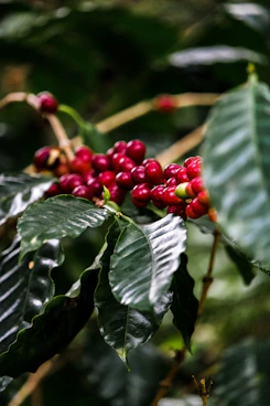 Coffee cherries ripen on the coffee plant.
