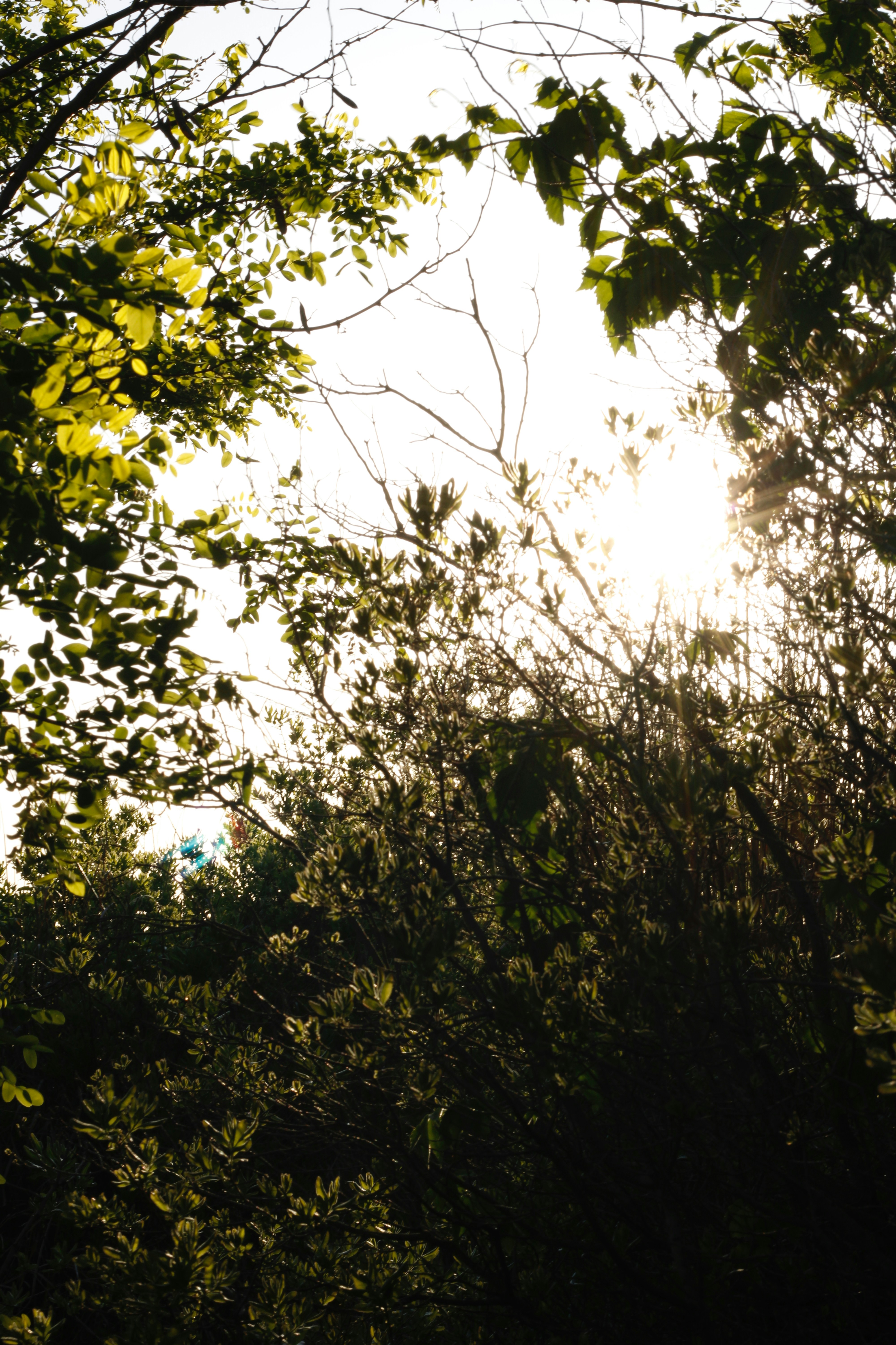 Sunlight shines through lush green foliage.