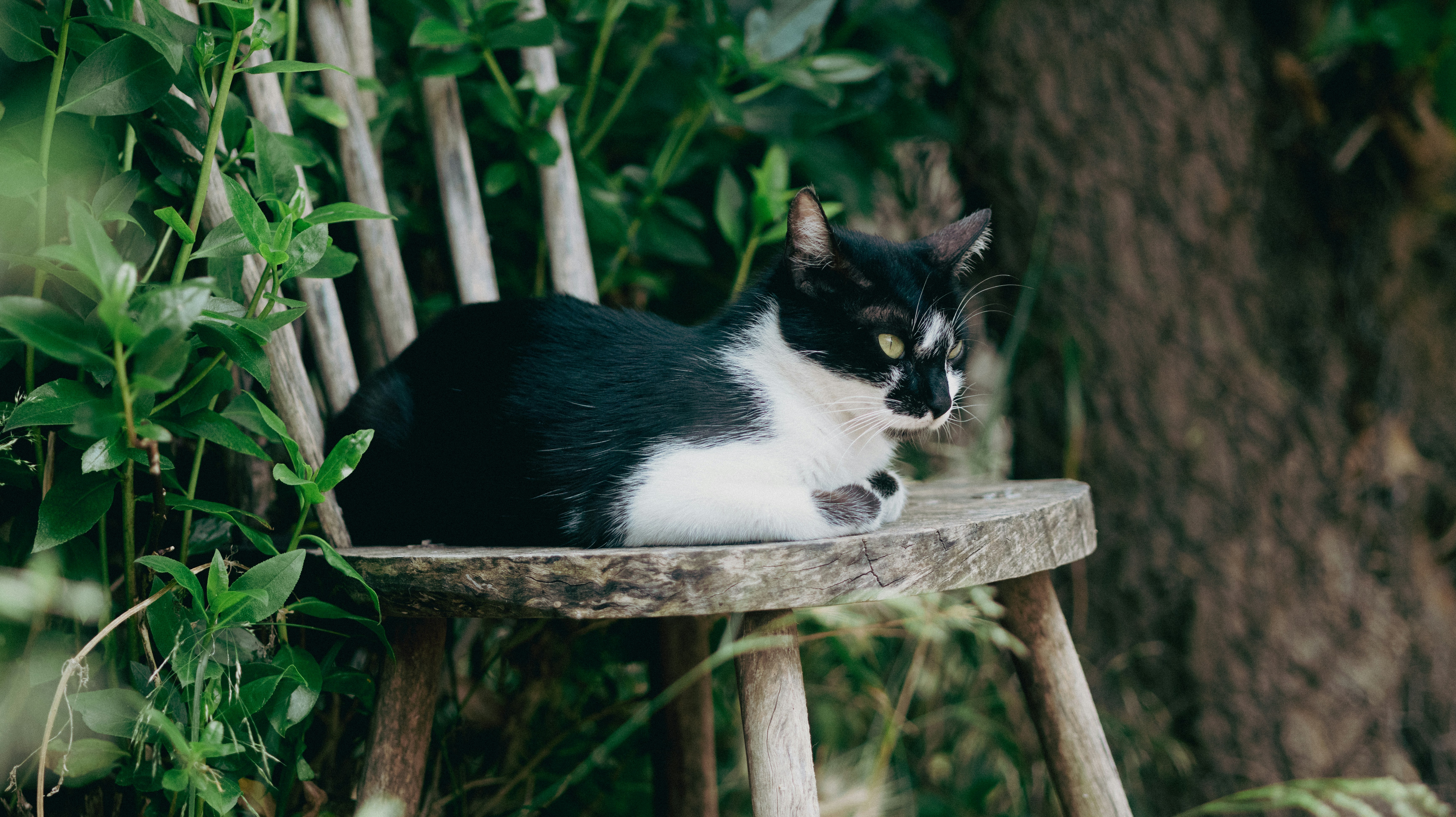 A black and white cat rests on a wooden chair.