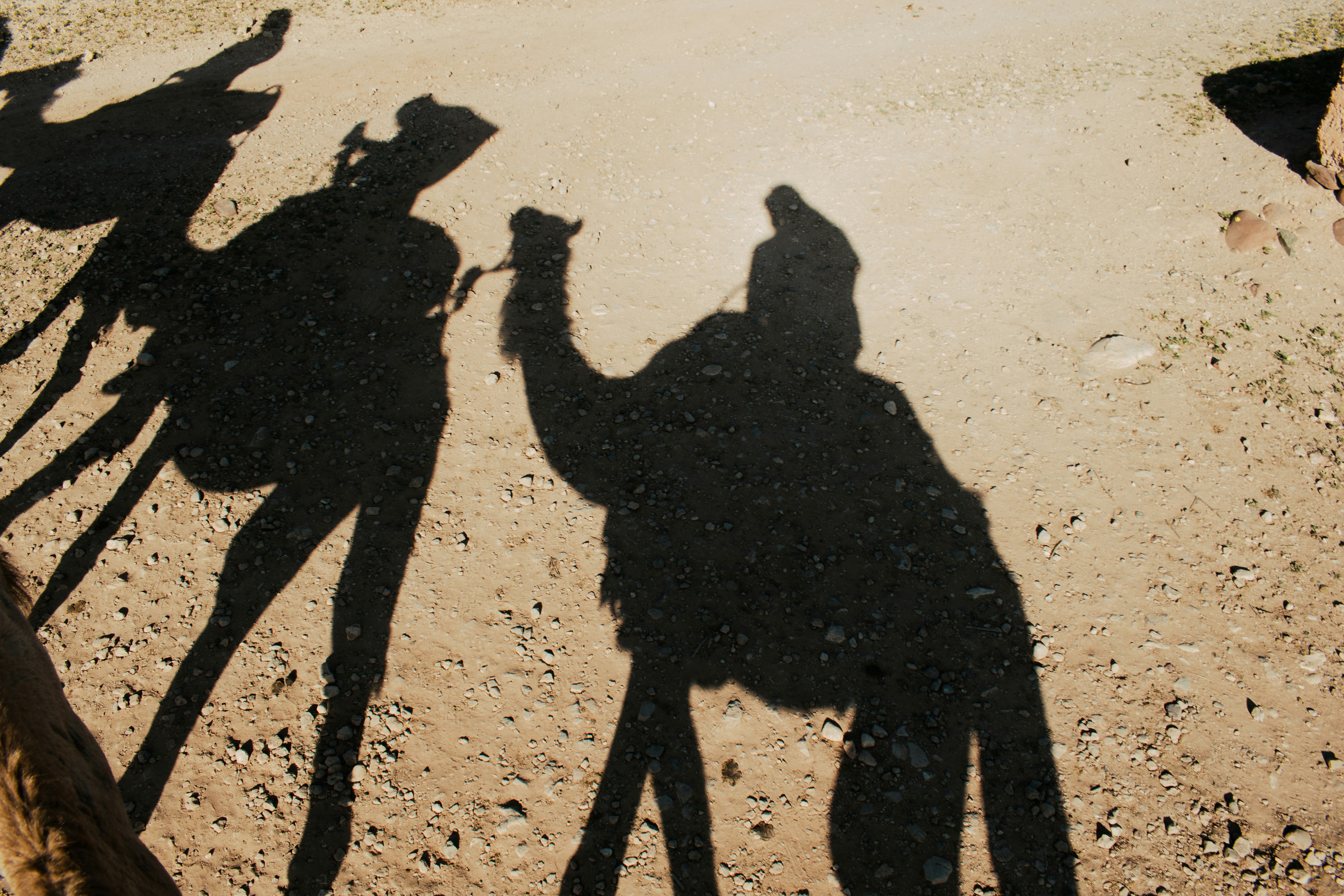 Camel shadows are cast in the bright sunlight
