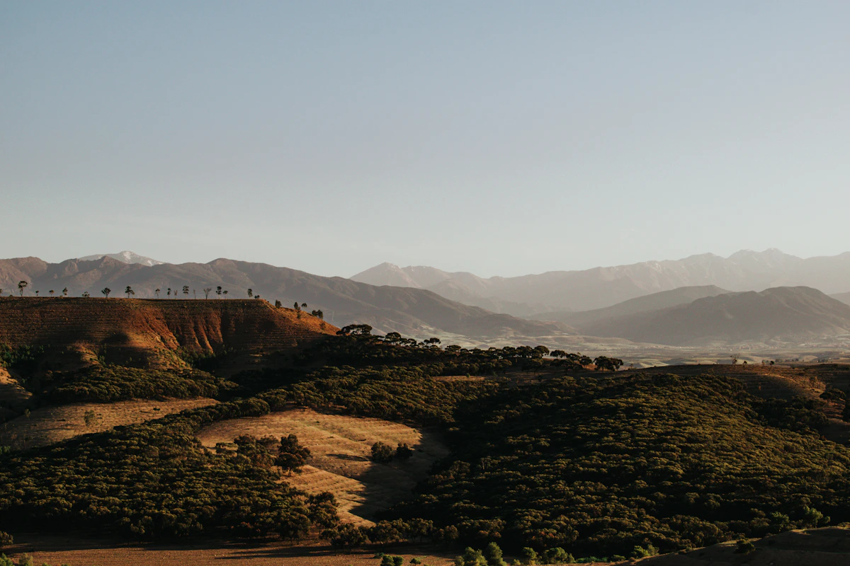 Moroccan hills and groves in warm evening light