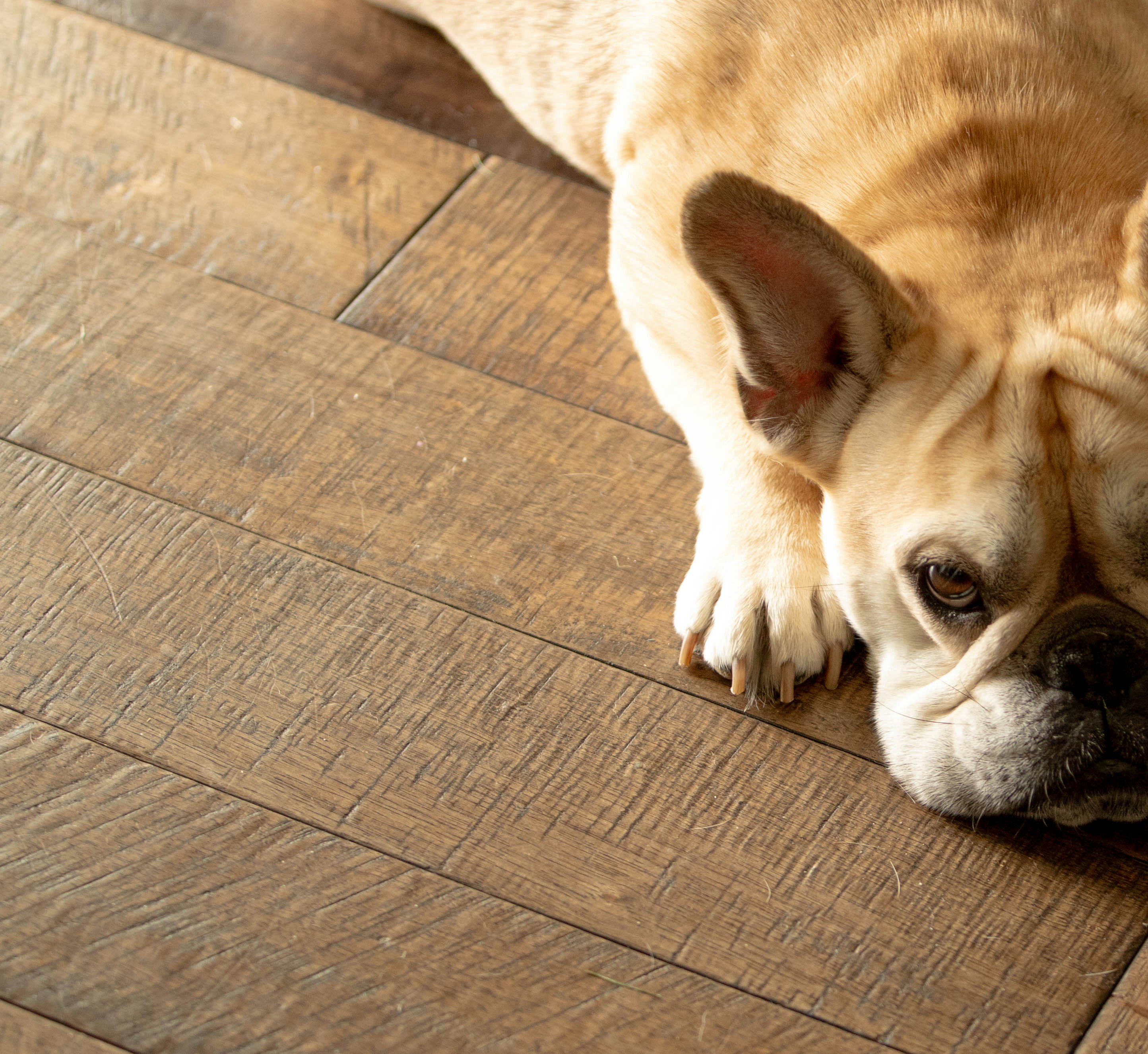 A french bulldog rests peacefully on the floor.