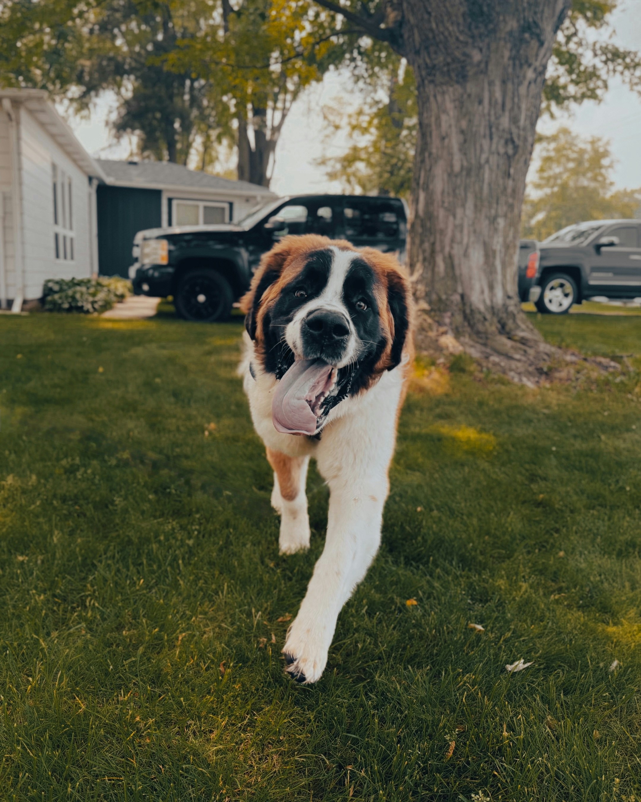 Happy saint bernard runs towards the camera.
