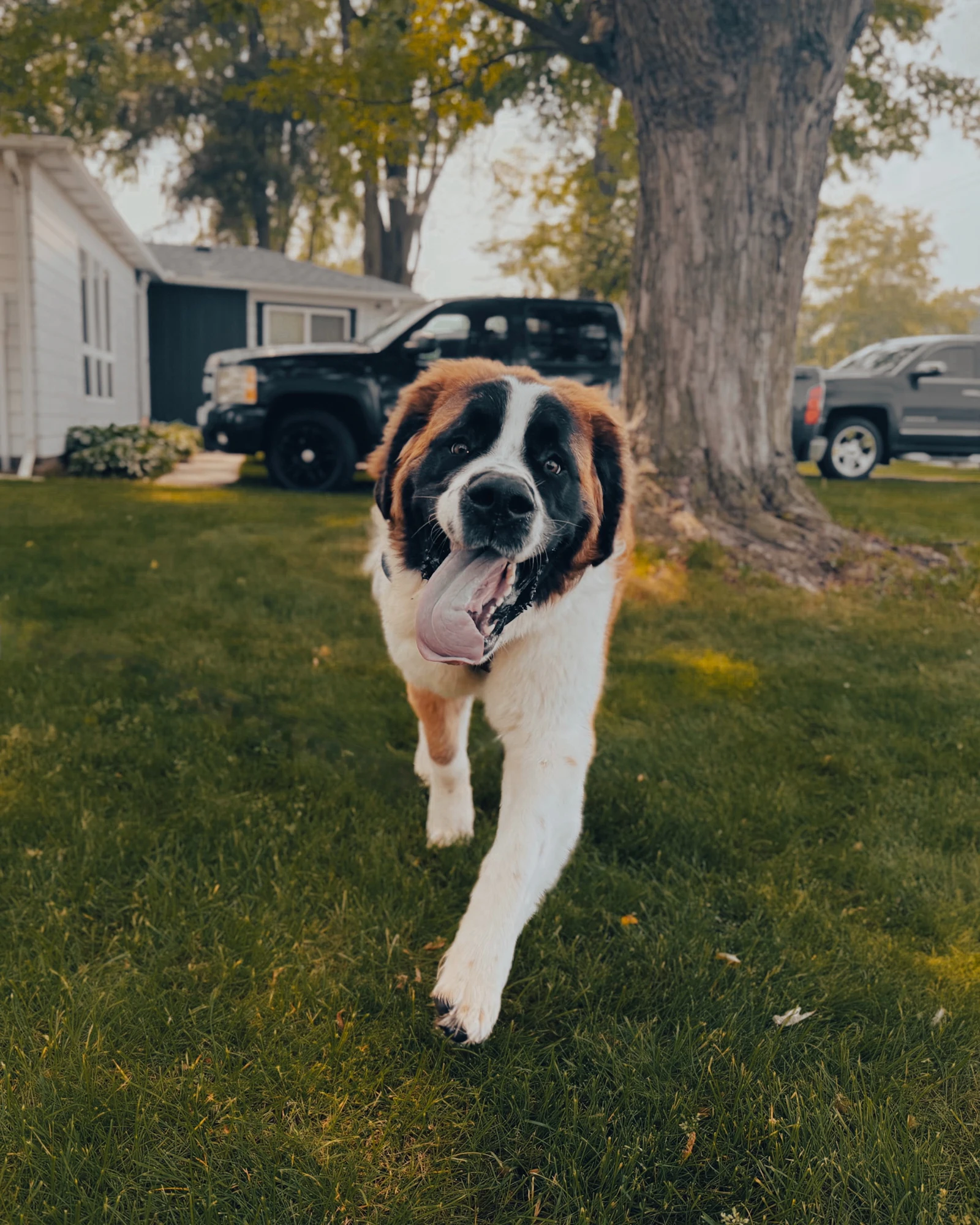 Saint-bernard courant dans l'herbe, image d'illustration