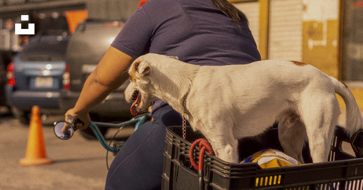 A woman rides her bike with a dog. photo – Free Dogs Image on Unsplash