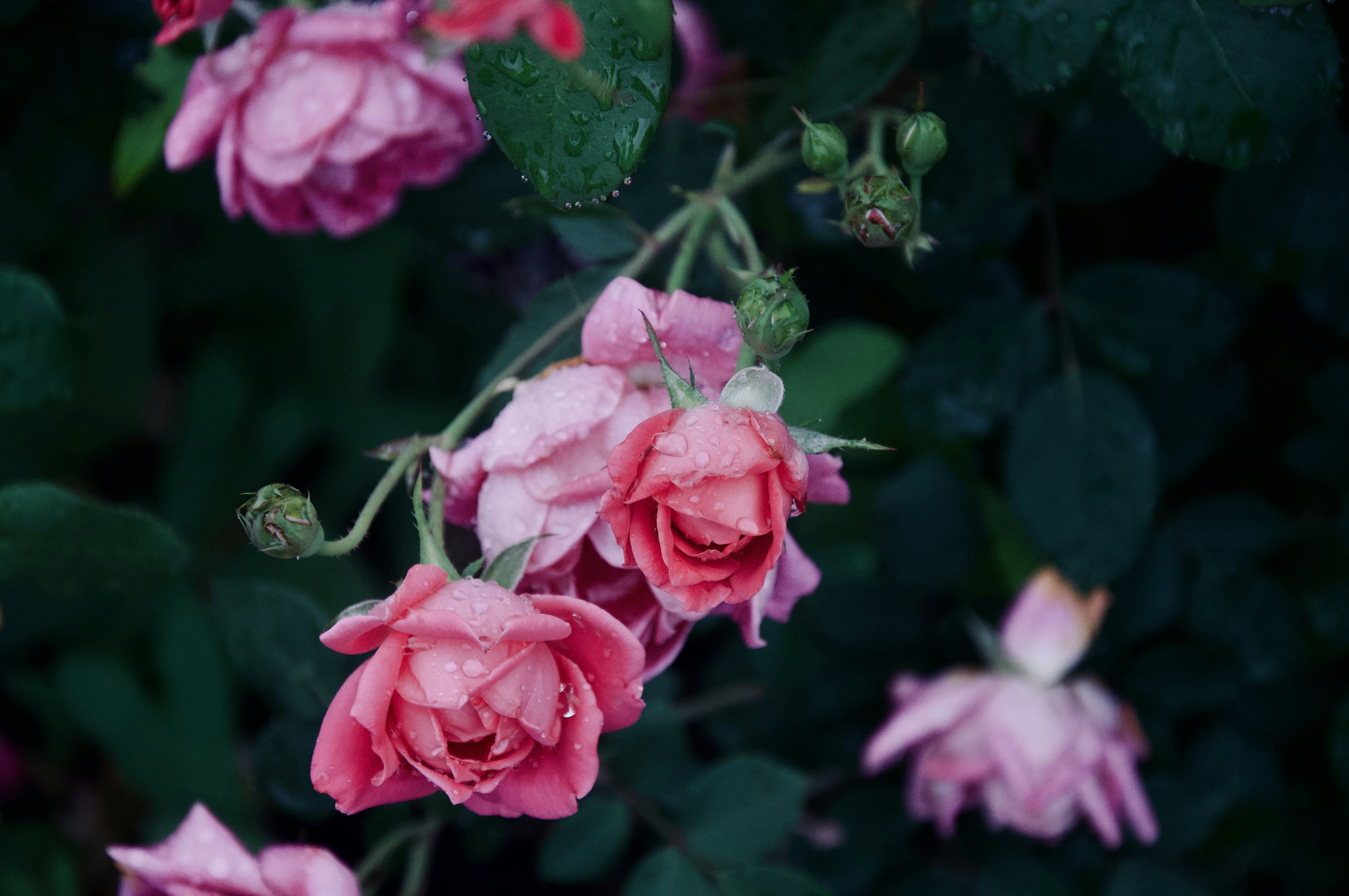 Photo by ryleighhenschen