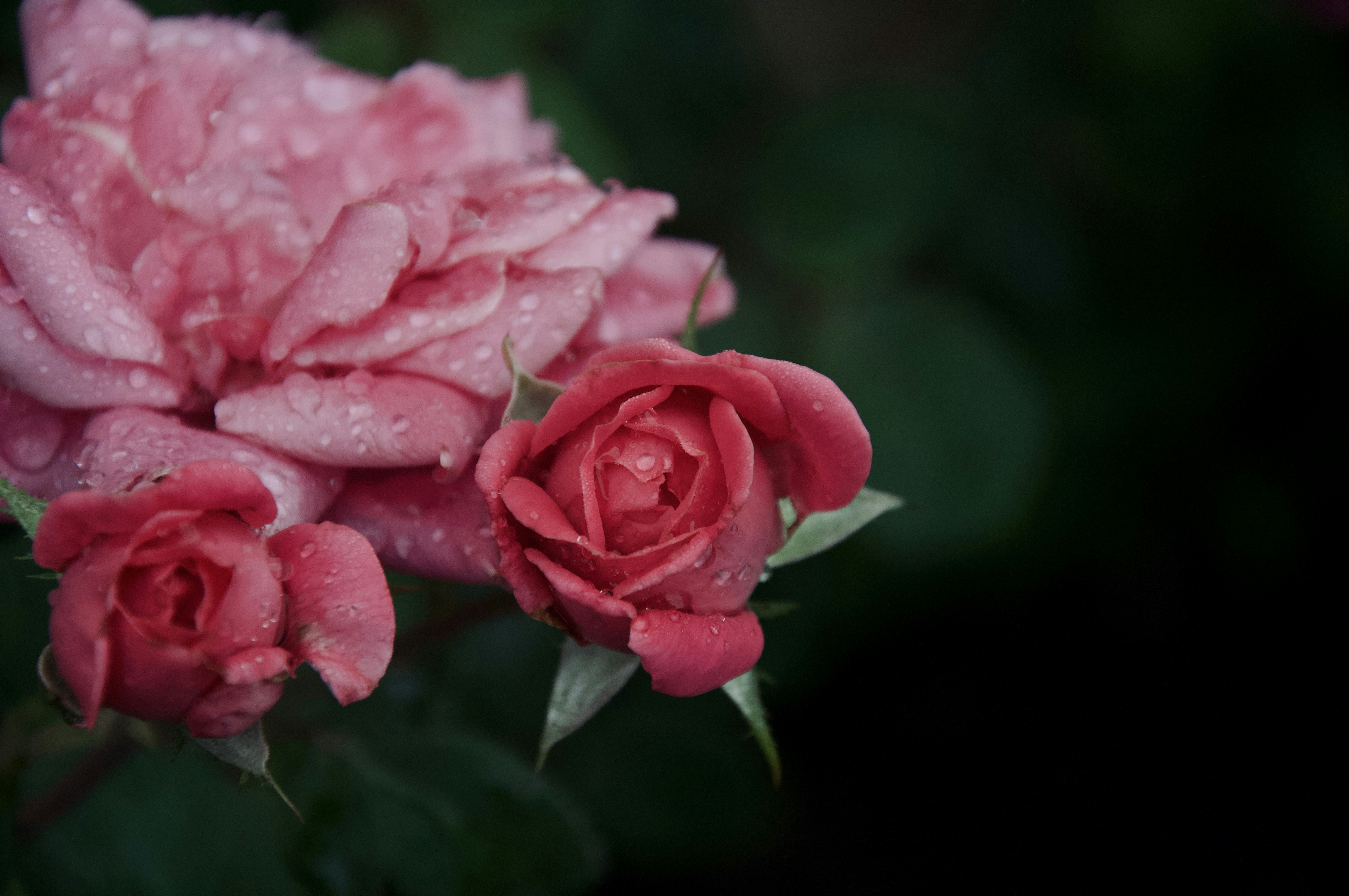 Photo by ryleighhenschen