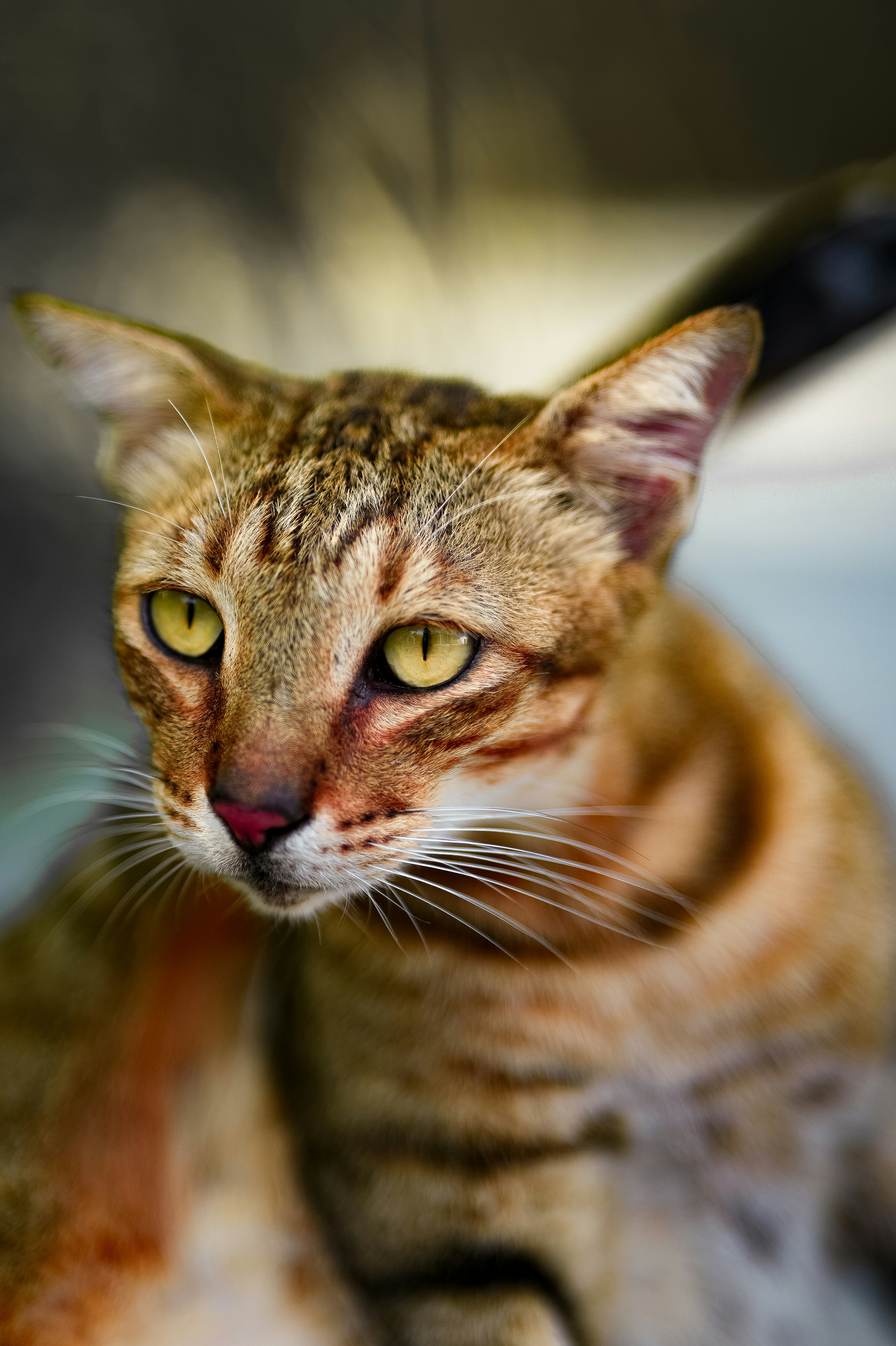 Bengal Cats: The Selective Shadows (image credits: unsplash)