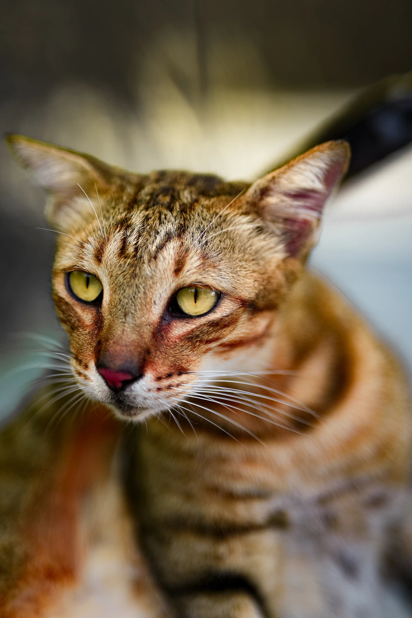 Gato Bengalí con pelaje moteado característico