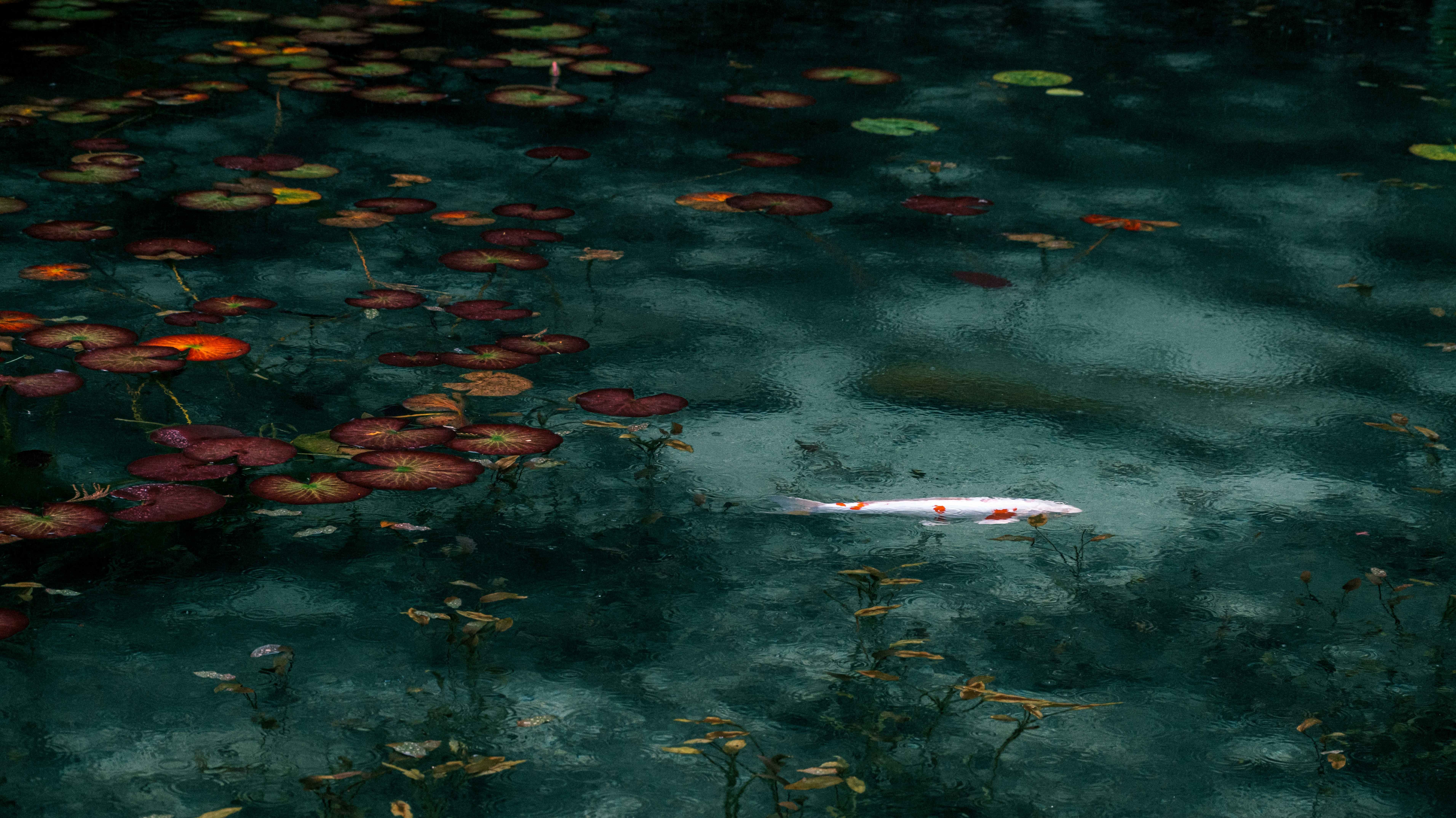 A koi fish swims in a water lily pond.
