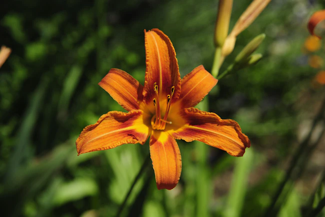 An orange daylily open in the summer sun