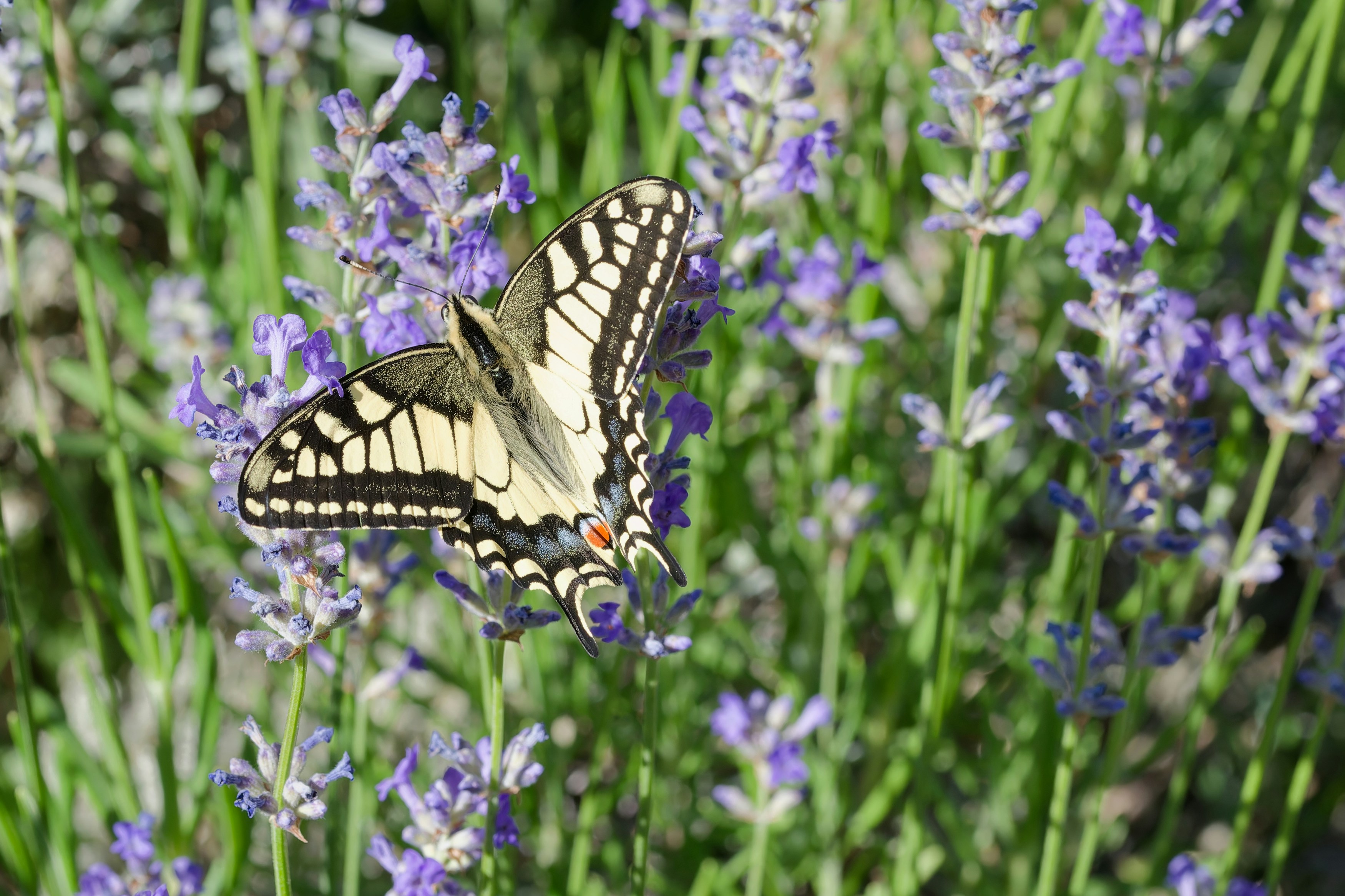 Photo by designbytholen