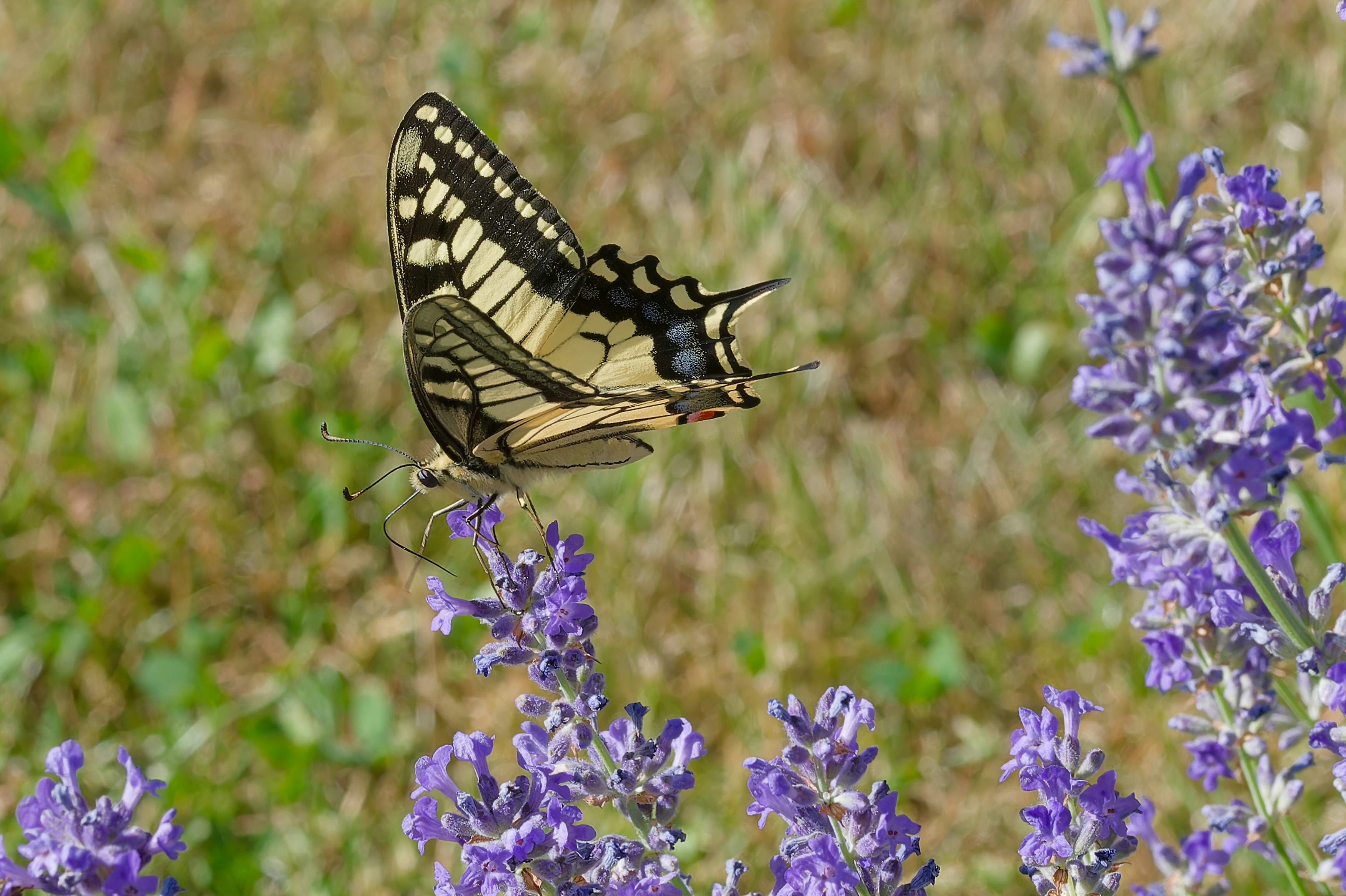 Photo by designbytholen