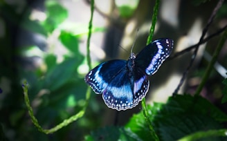 A blue butterfly is perched on a green vine.