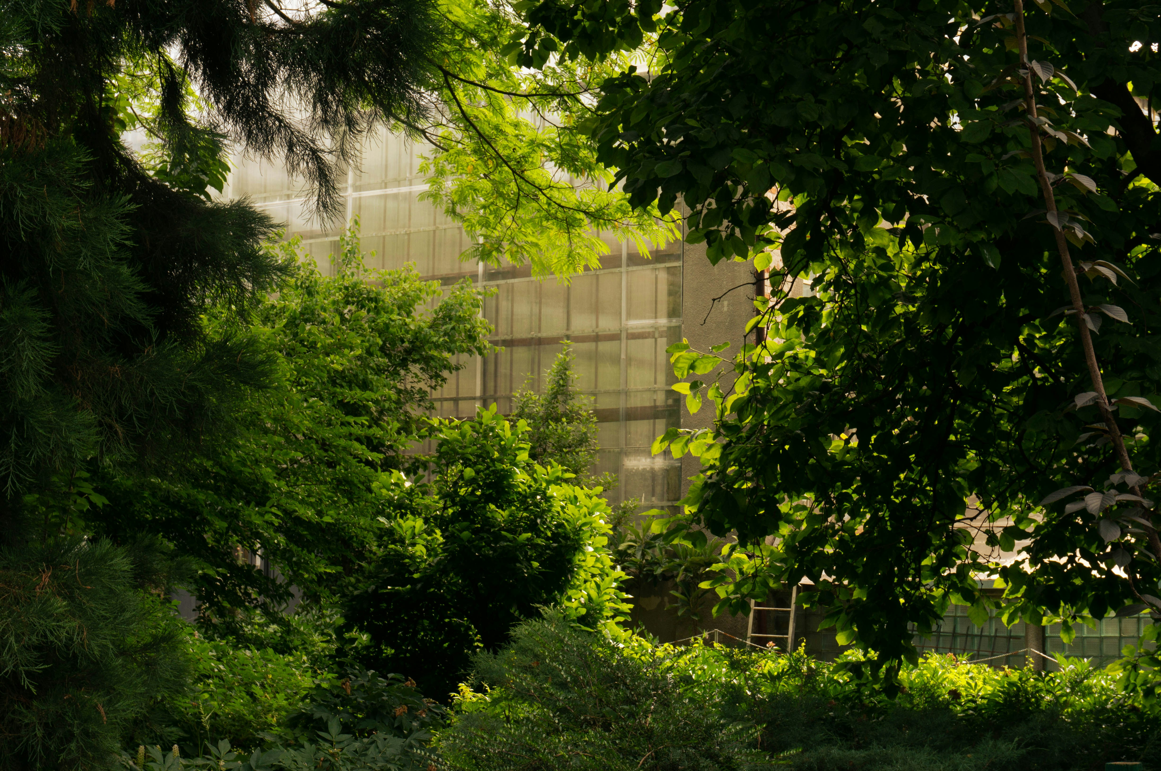 Green foliage frames a distant building.