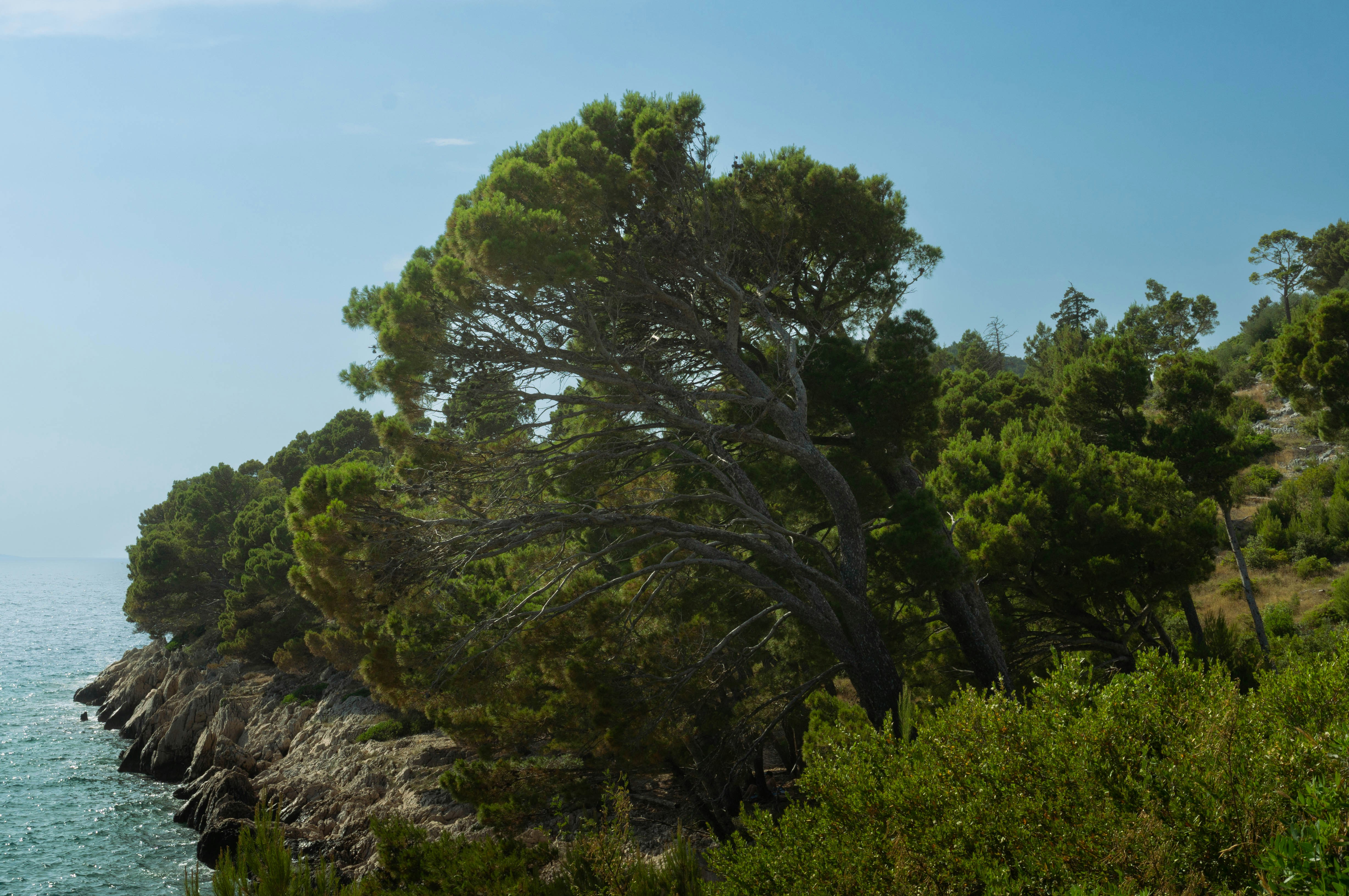 A wind-swept pine tree grows on a rocky Mediterranean coastline.