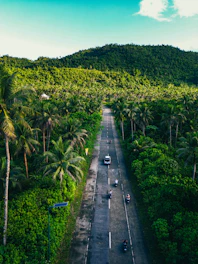 Road winding through a lush, green forest landscape.