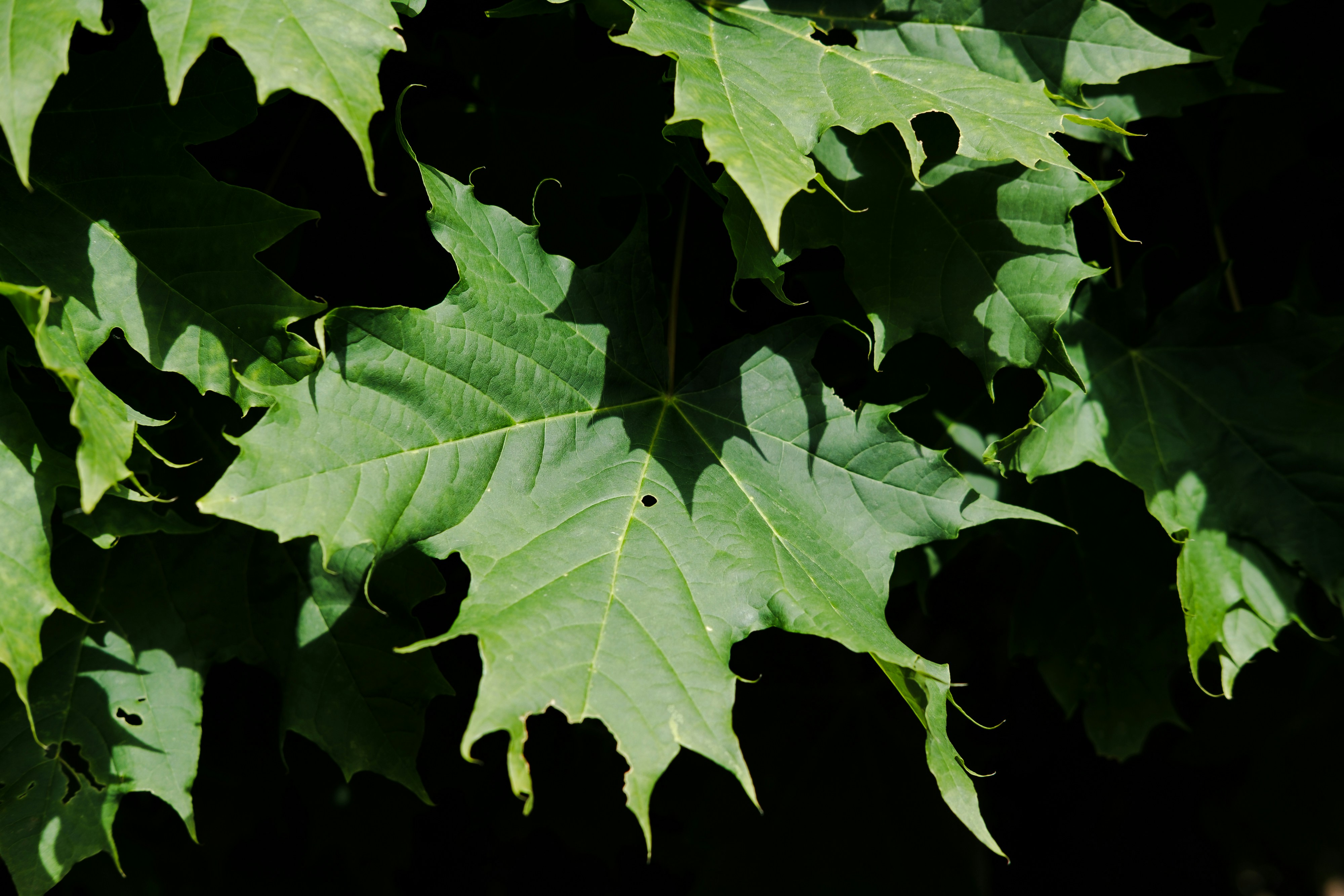 Close-up of maple leaves in natural lighting.